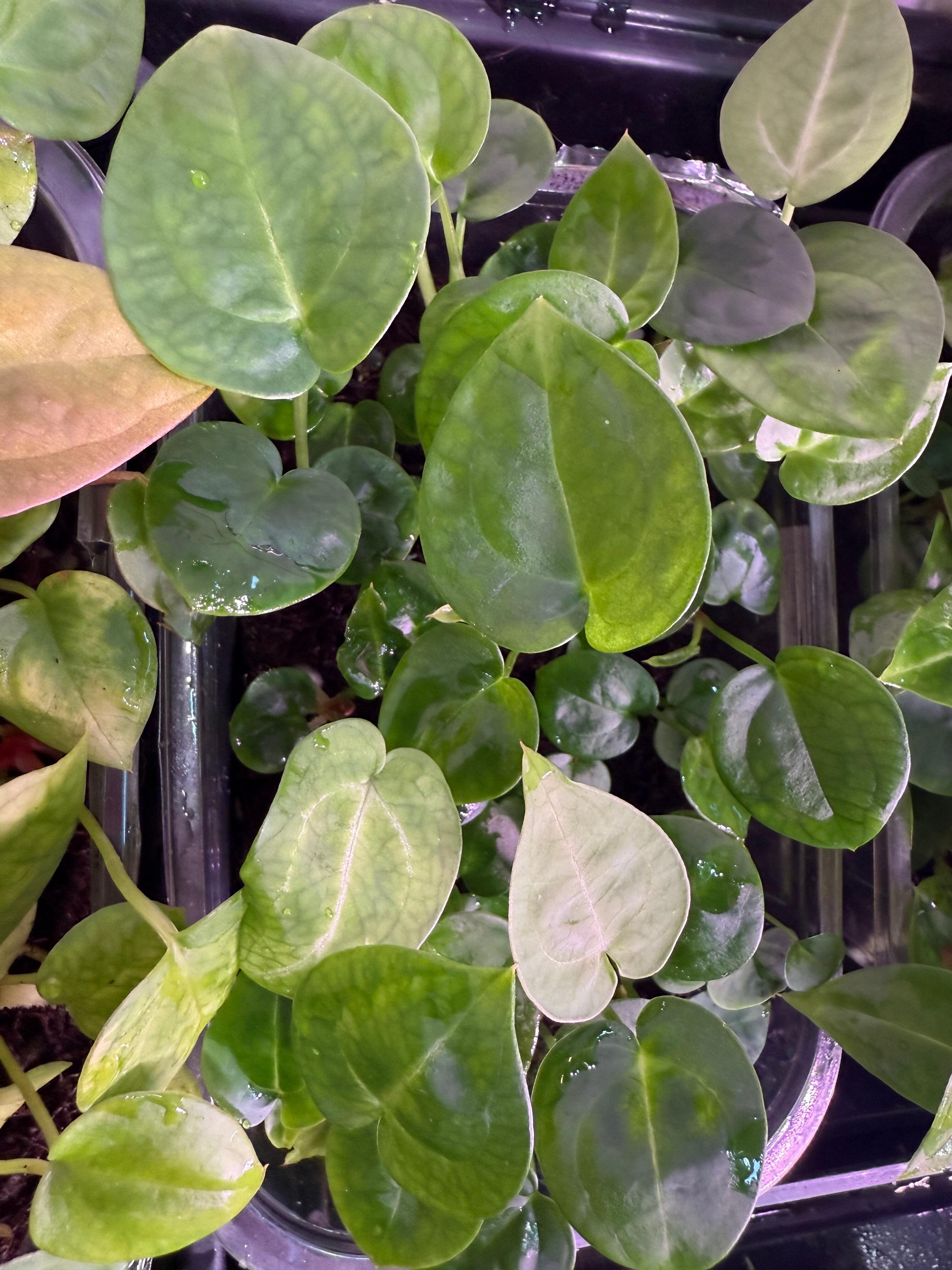 Grower's choice seedlings for sale