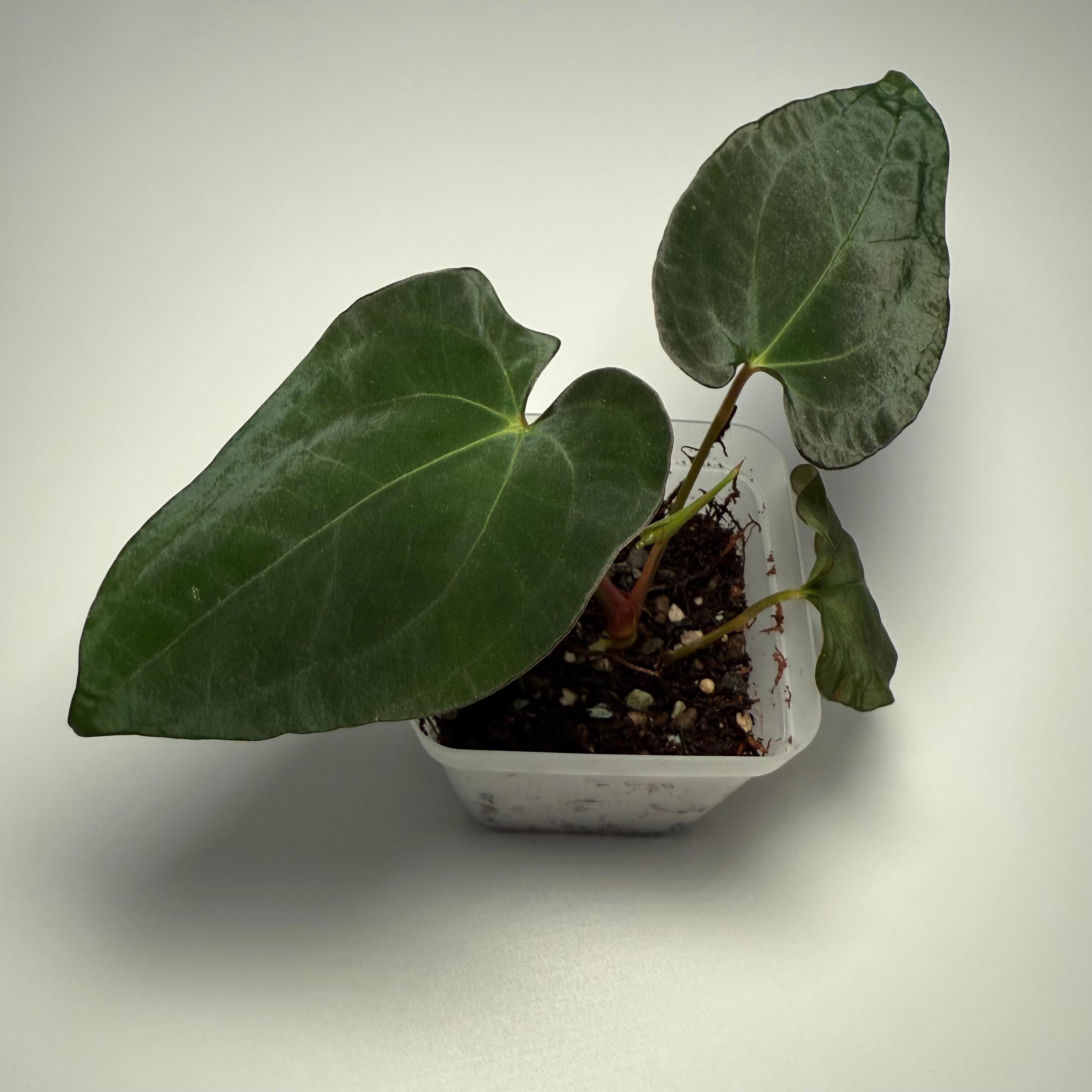 Plant for sale