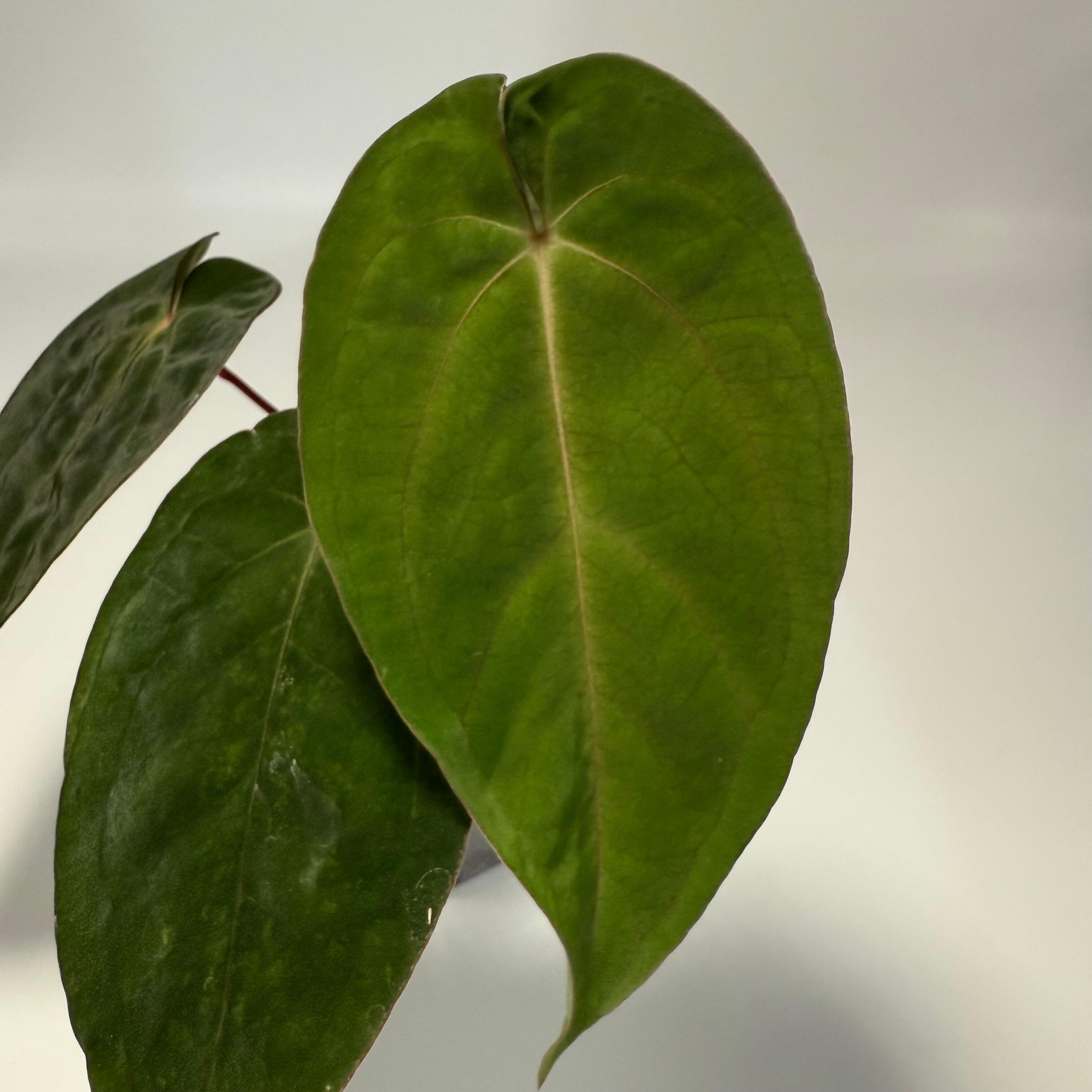 New leaf