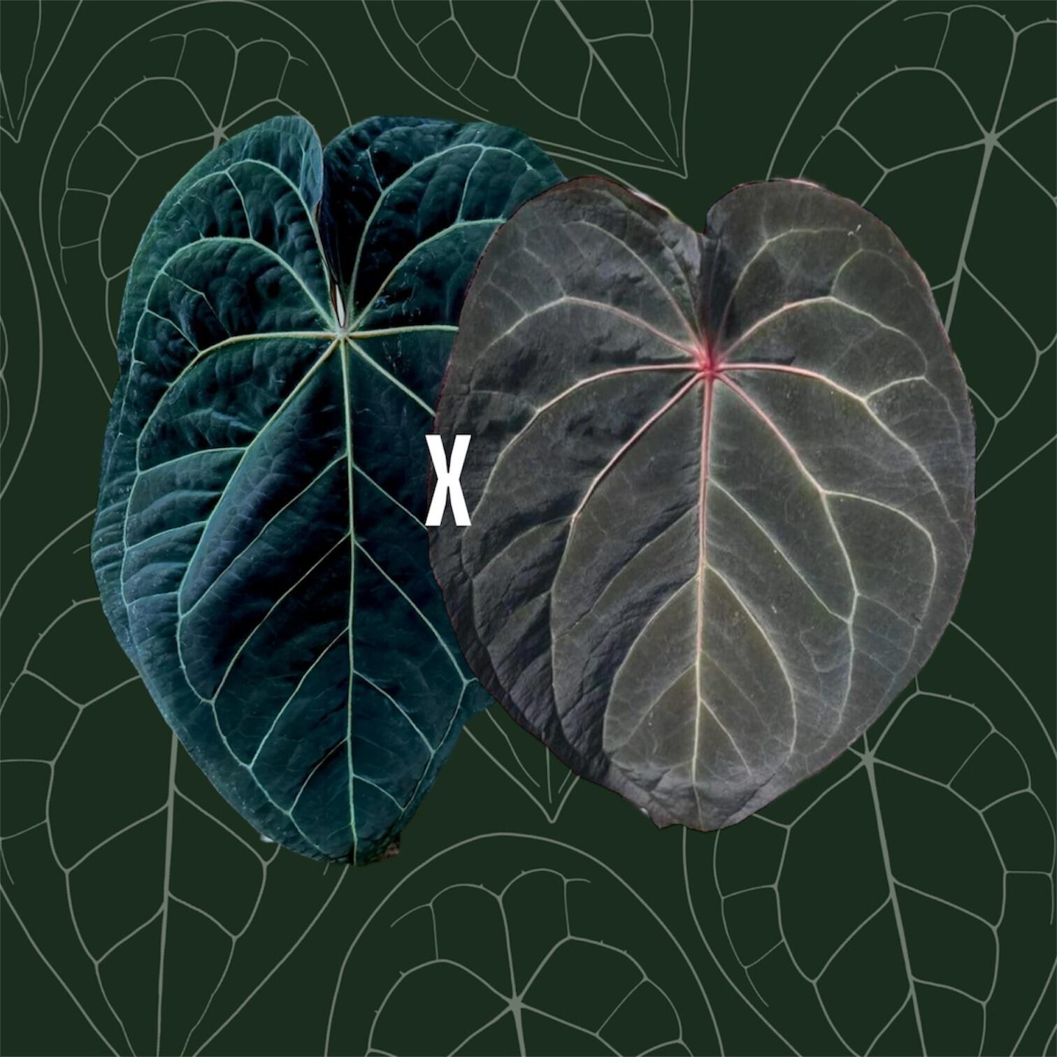 _Anthurium Black Sweet x warocqueanum