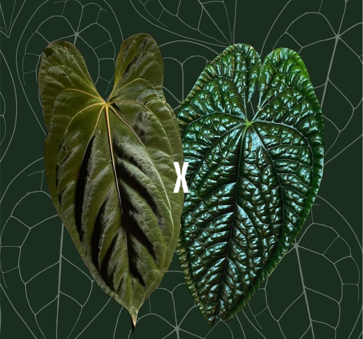 ハ*ロ様 Anthurium papi Ralph Lynam × Ft.She Anthurium papillilaminum 'Ralph Lynam' × 'Fort Sherman.' I