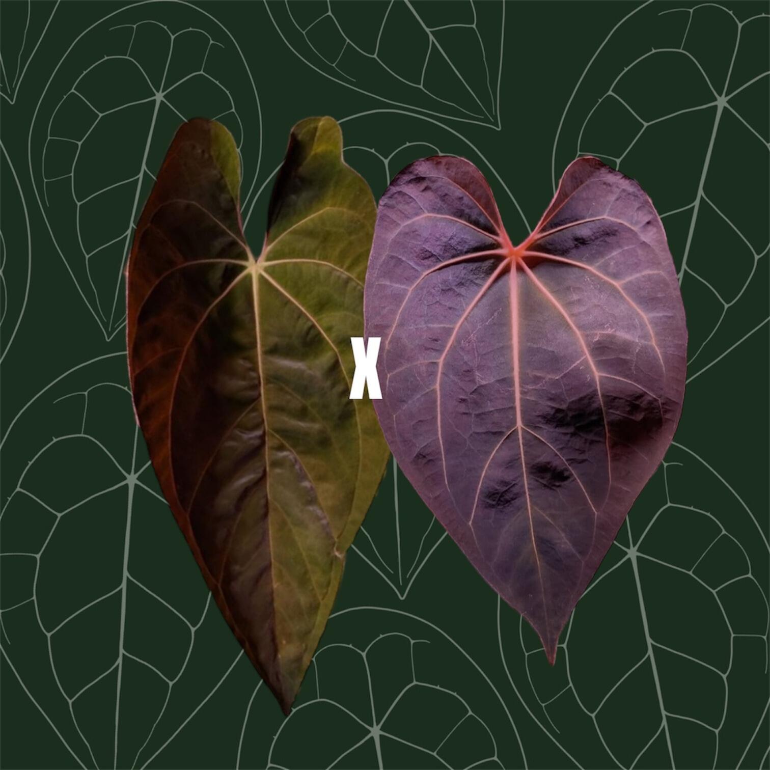 _Anthurium papillilaminum ('RA5' x self) x ('Ralph Lynam' x