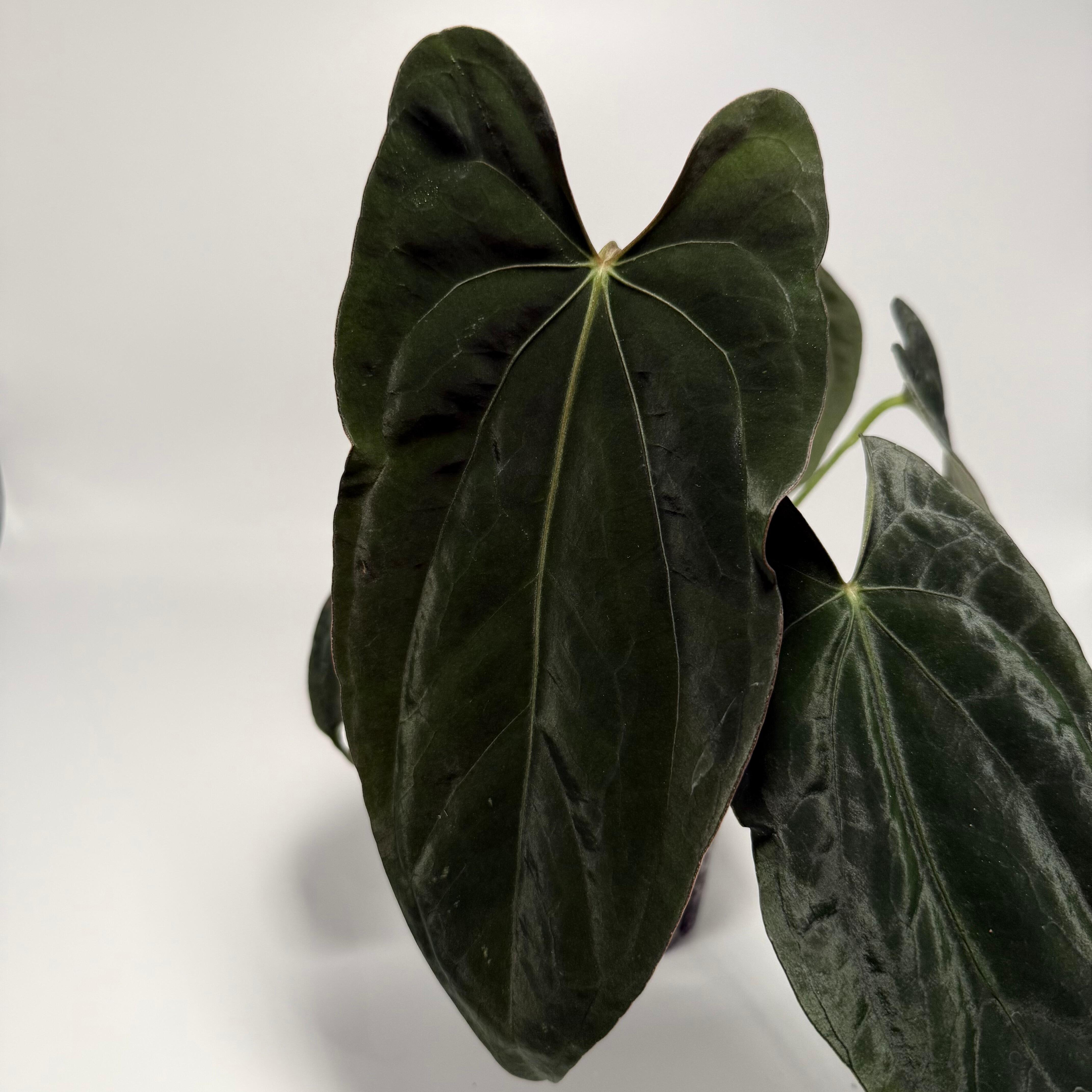 _Anthurium papillilaminum Fort Sherman x self
