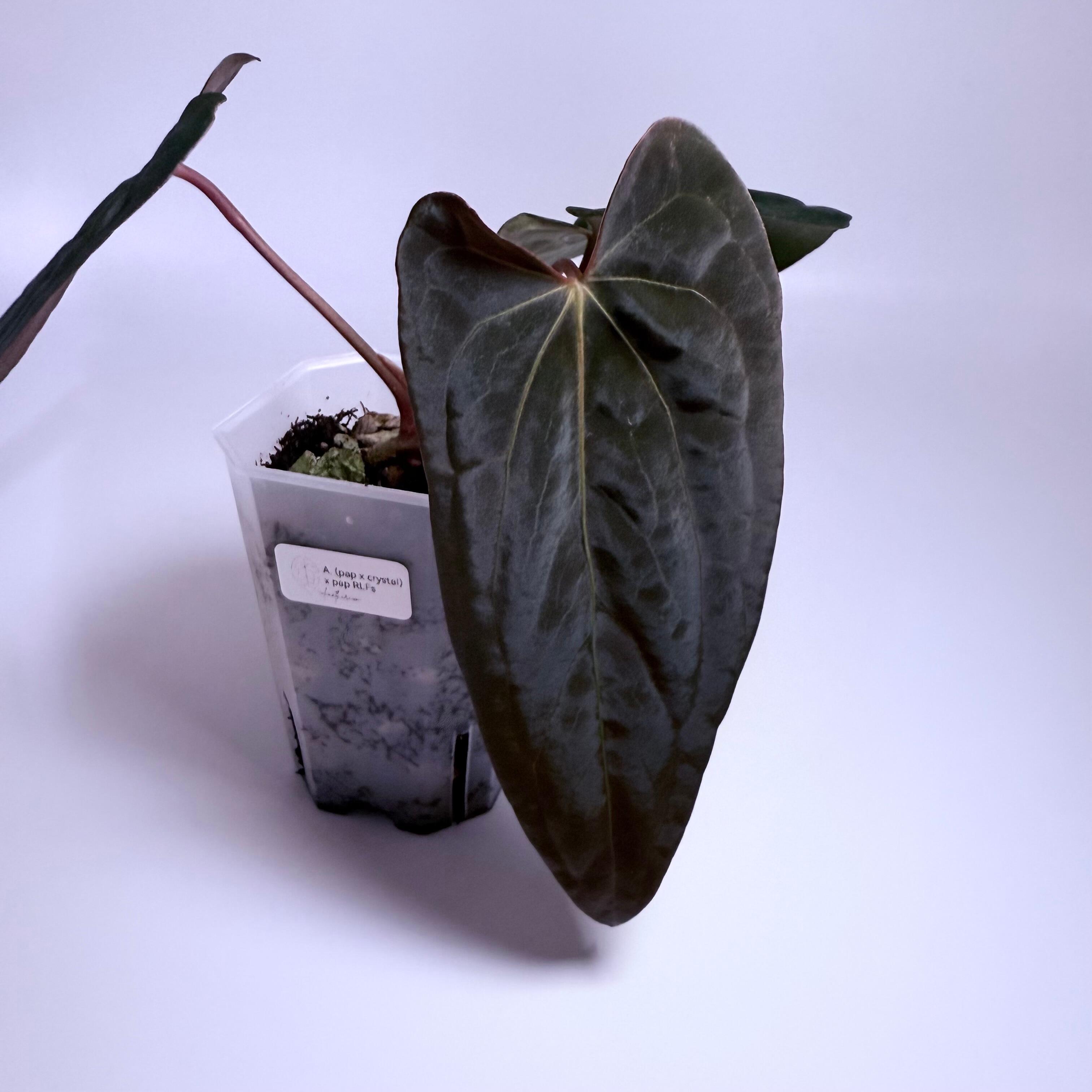 アンスリウム papillilaminum (RG) X RVDP _Anthurium papillilaminum x Red Vein Dark Phoenix (RVDP)