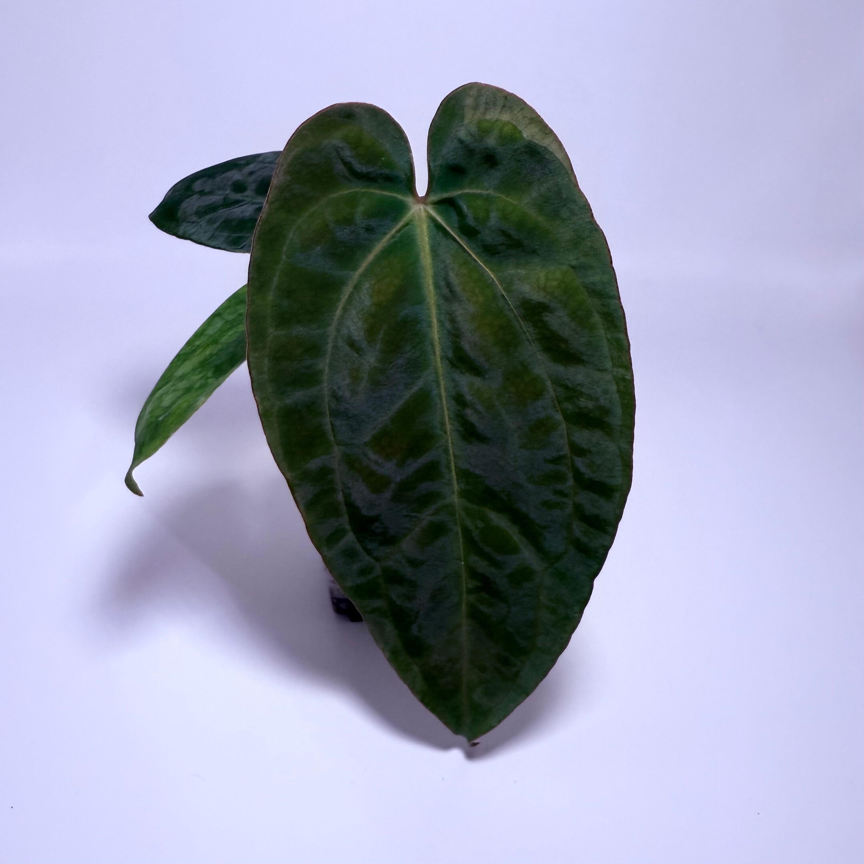_Anthurium papillilaminum ('RA5' x self) x ('Ralph Lynam' x