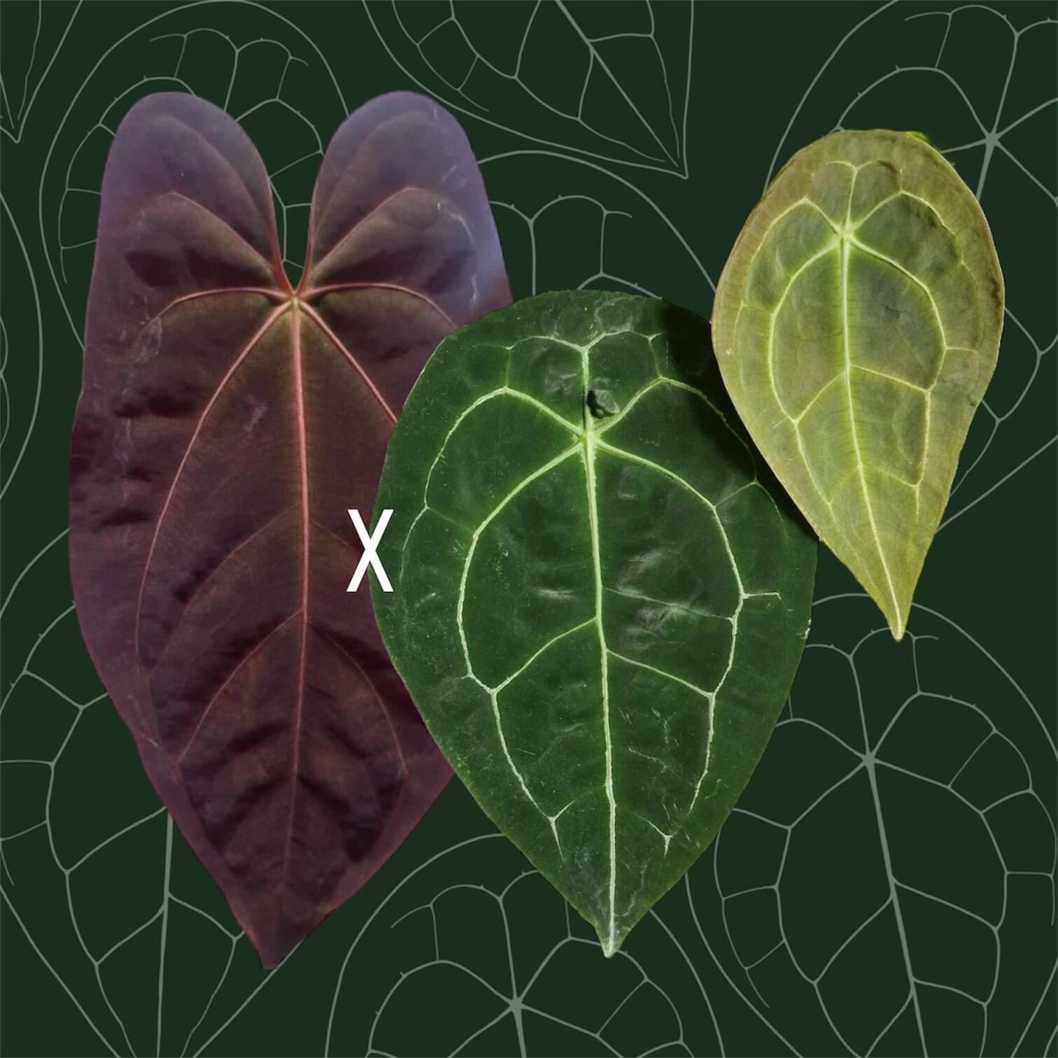 Anthurium (Goliath x Red Vein Dark Phoenix / RVDP) x forgetii