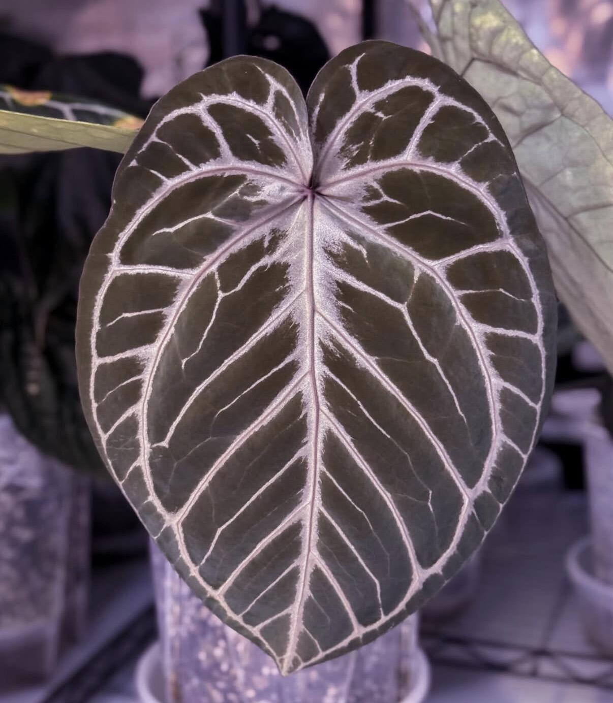 Anthurium HURC (HU/KoS x Red Crystal)