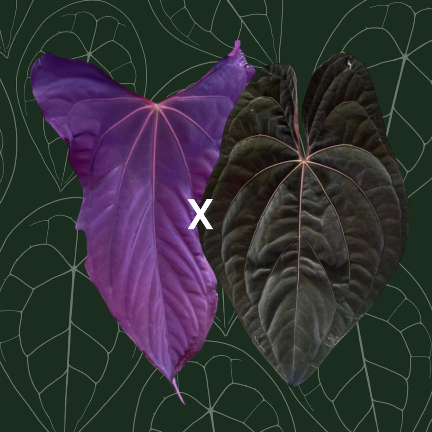 _Anthurium papillilaminum Ralph Lynam x Night Dragon