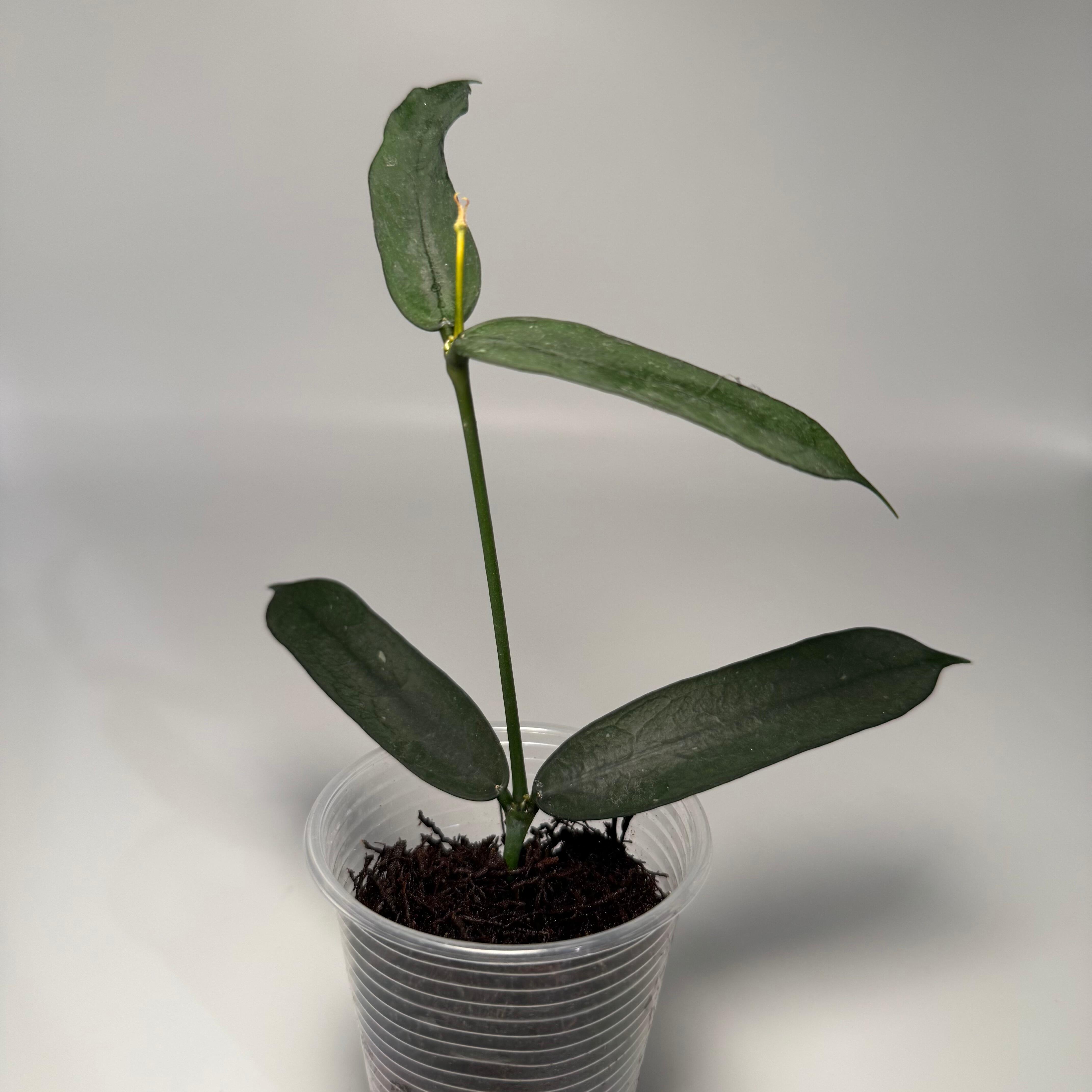 Anthurium sp. Limn