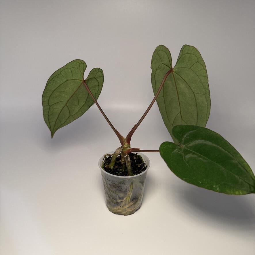 _Anthurium (X1 x self) x (Goliath x RVDP)
