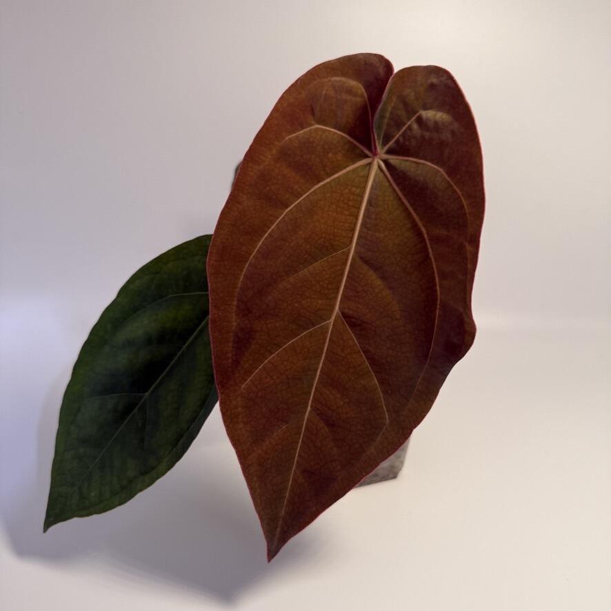 A.Papillamiuum FortSherman Self斑入り Anthurium papillilaminum Fort Sherman x self