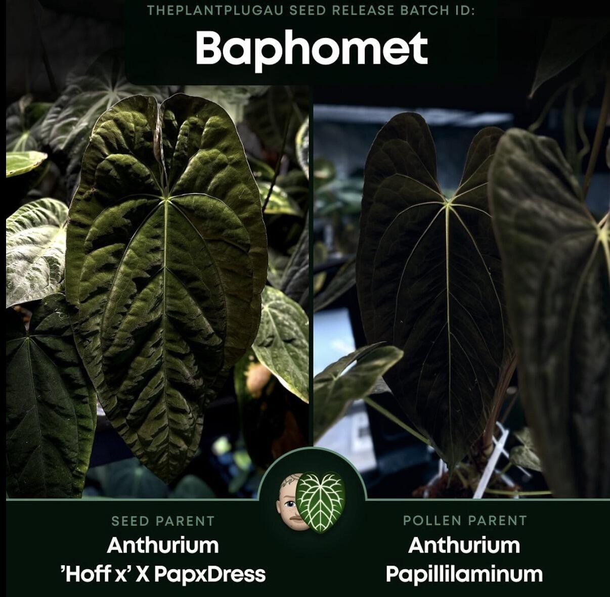 Baphomet parent plants