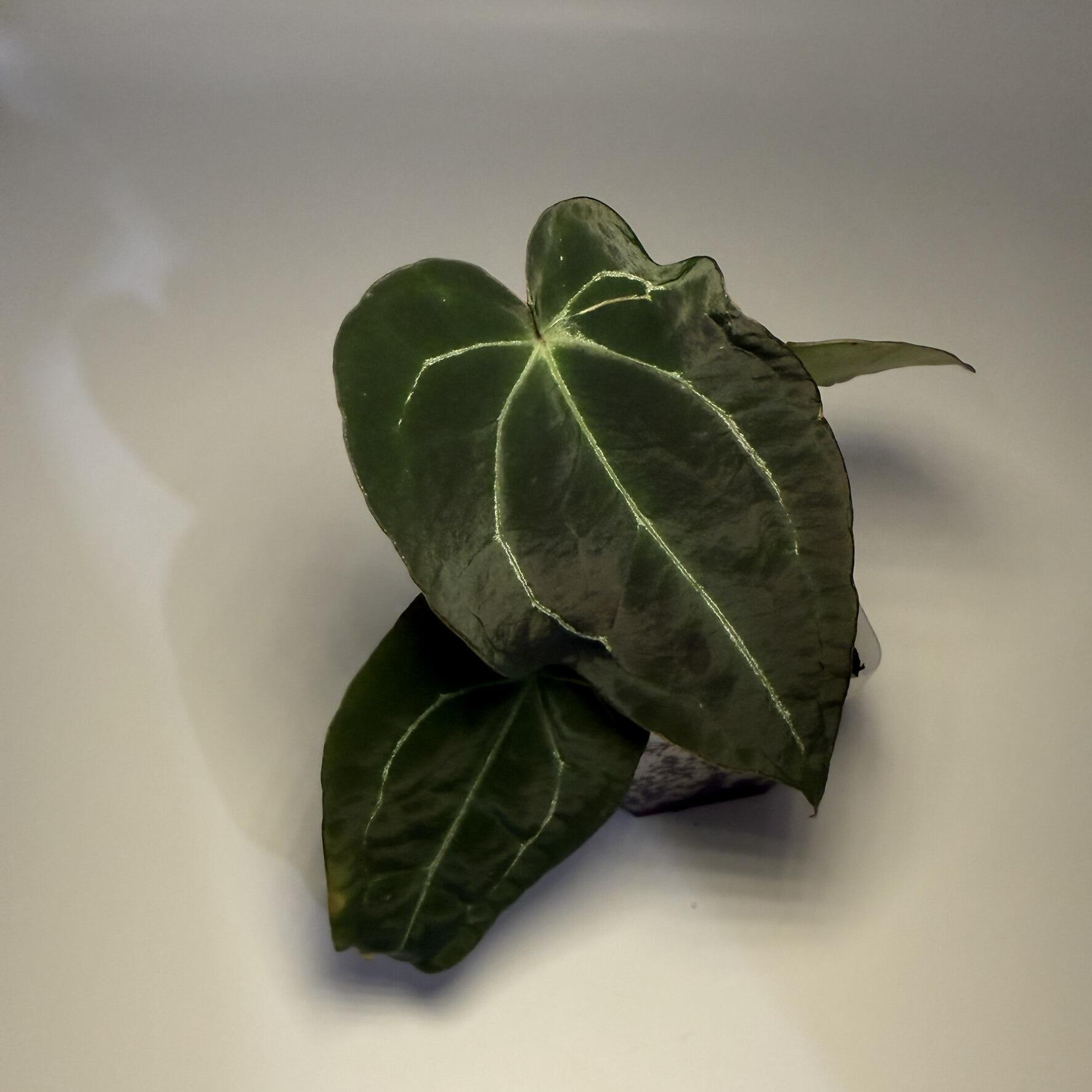Anthurium (AOS x forgetii) x (forgetii x HU/KoS)