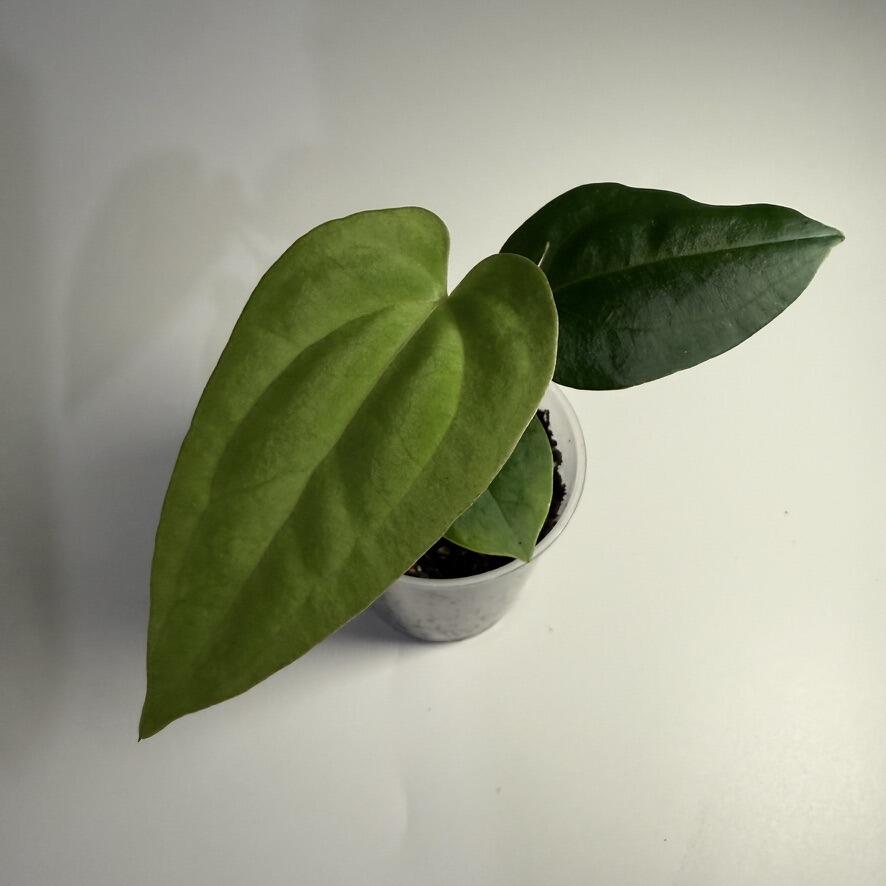 Anthurium (Grey Boy x antolakii) x papillilaminum RA lost tag Anthurium (Grey Boy x antolakii) x papillilaminum RA lost tag