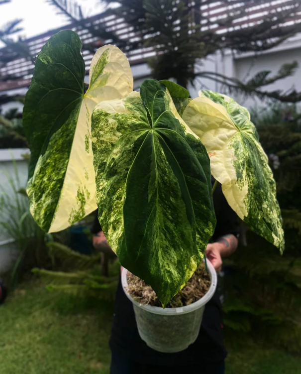 Anthurium papillilaminum var x (NSE port x pap Fort Sherman)