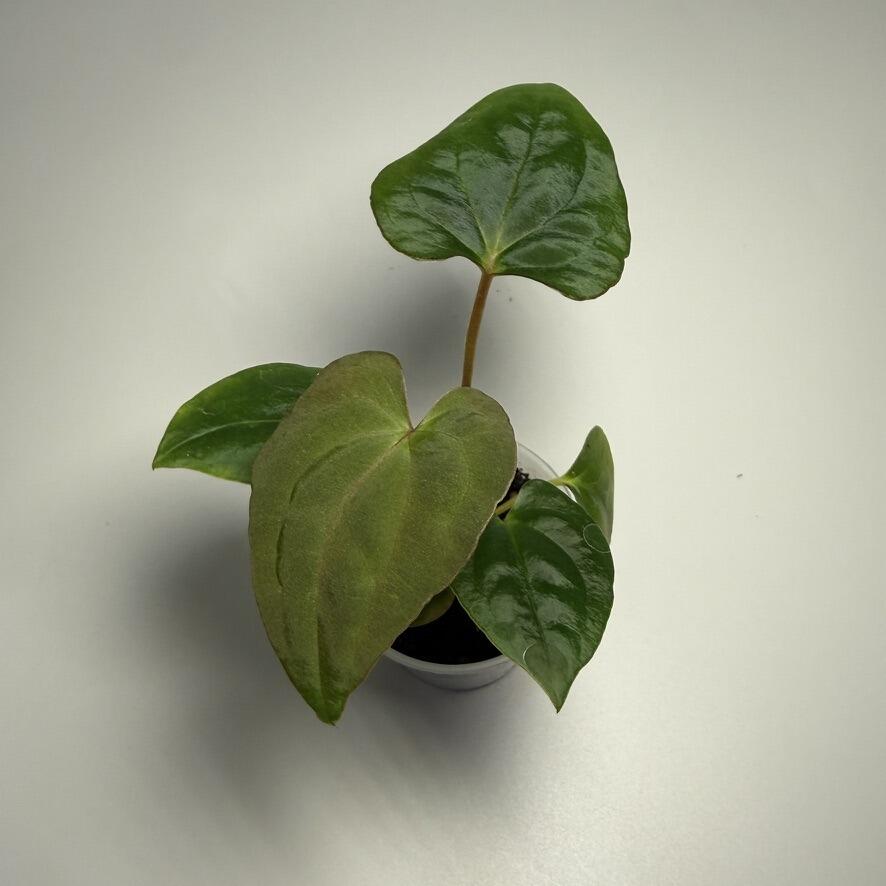 Anthurium (pap x ocranthum) x (dressleri x Reverse Black Cherry)