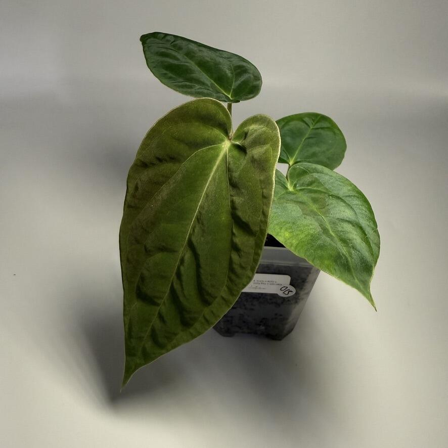 Anthurium (carlablackiae x AOS) x (Grey Boy x antolakii / BVEP)