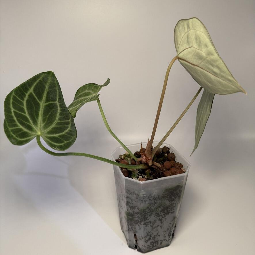 _Anthurium King of Clarinervium