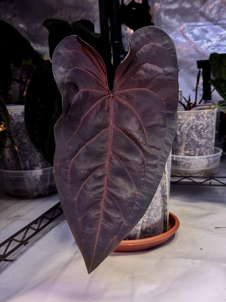 Anthurium Dark & Handsome x Red Velvet Cake