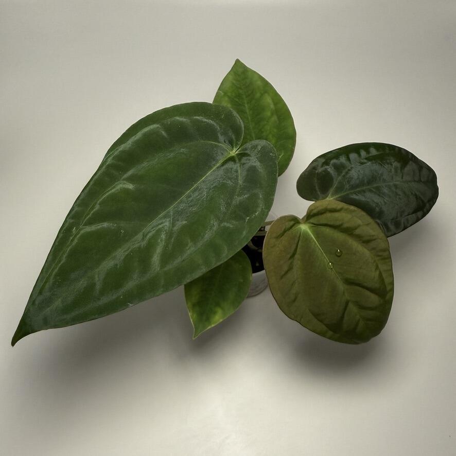 Plant B