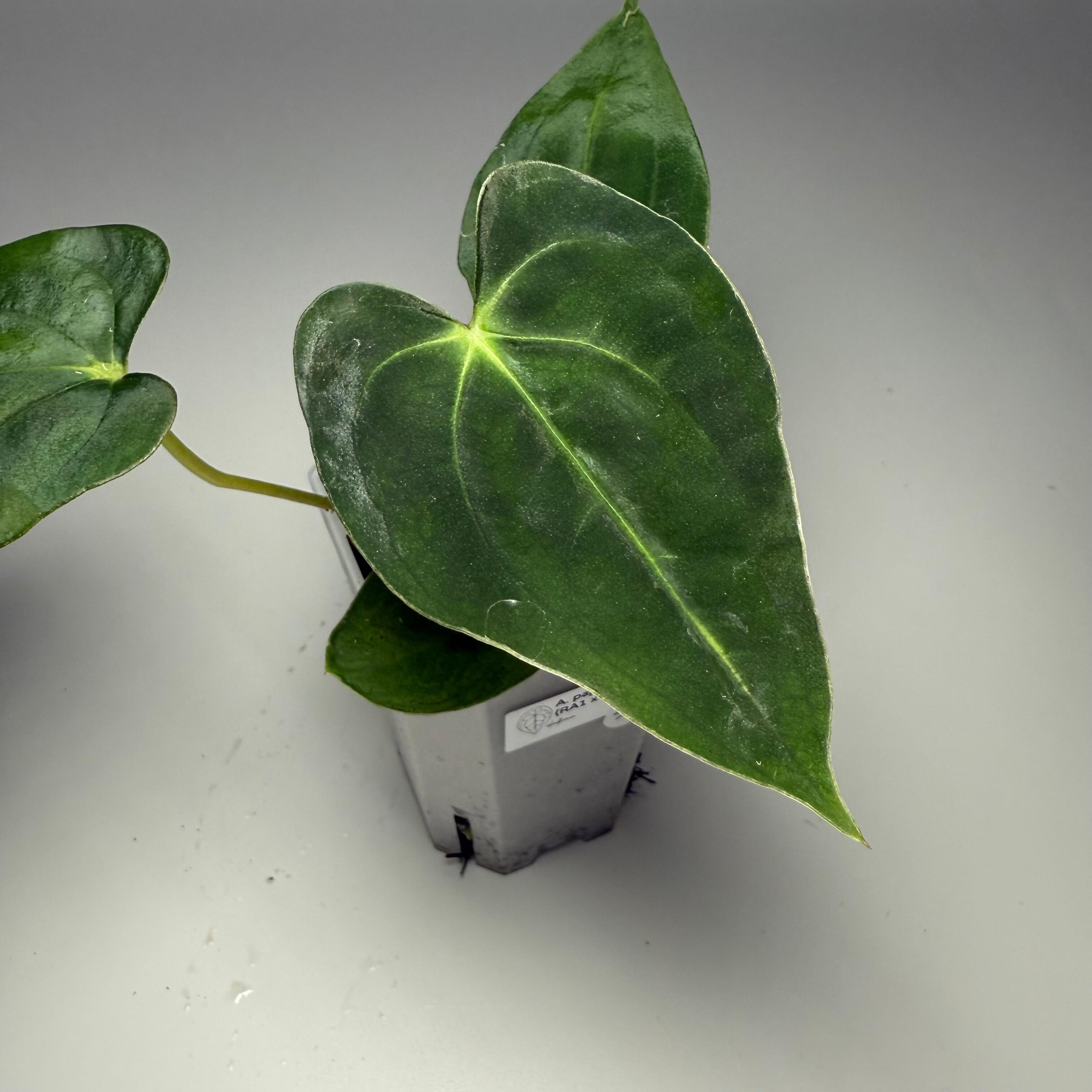 Plant J