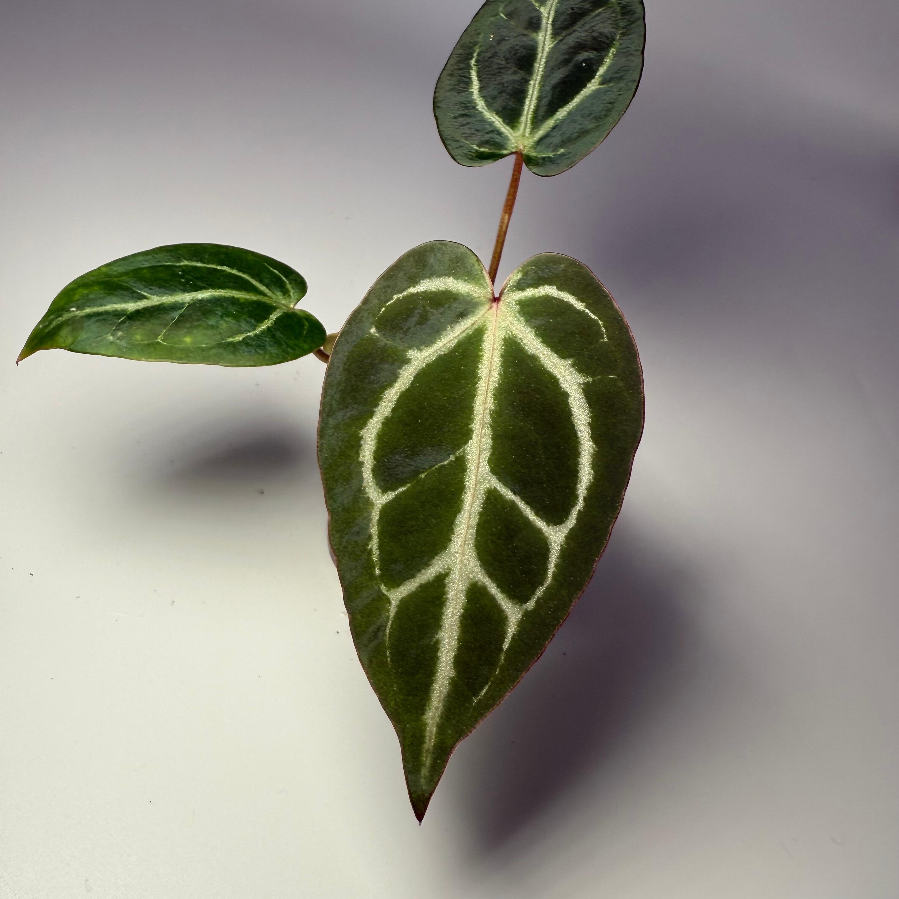 Plant D