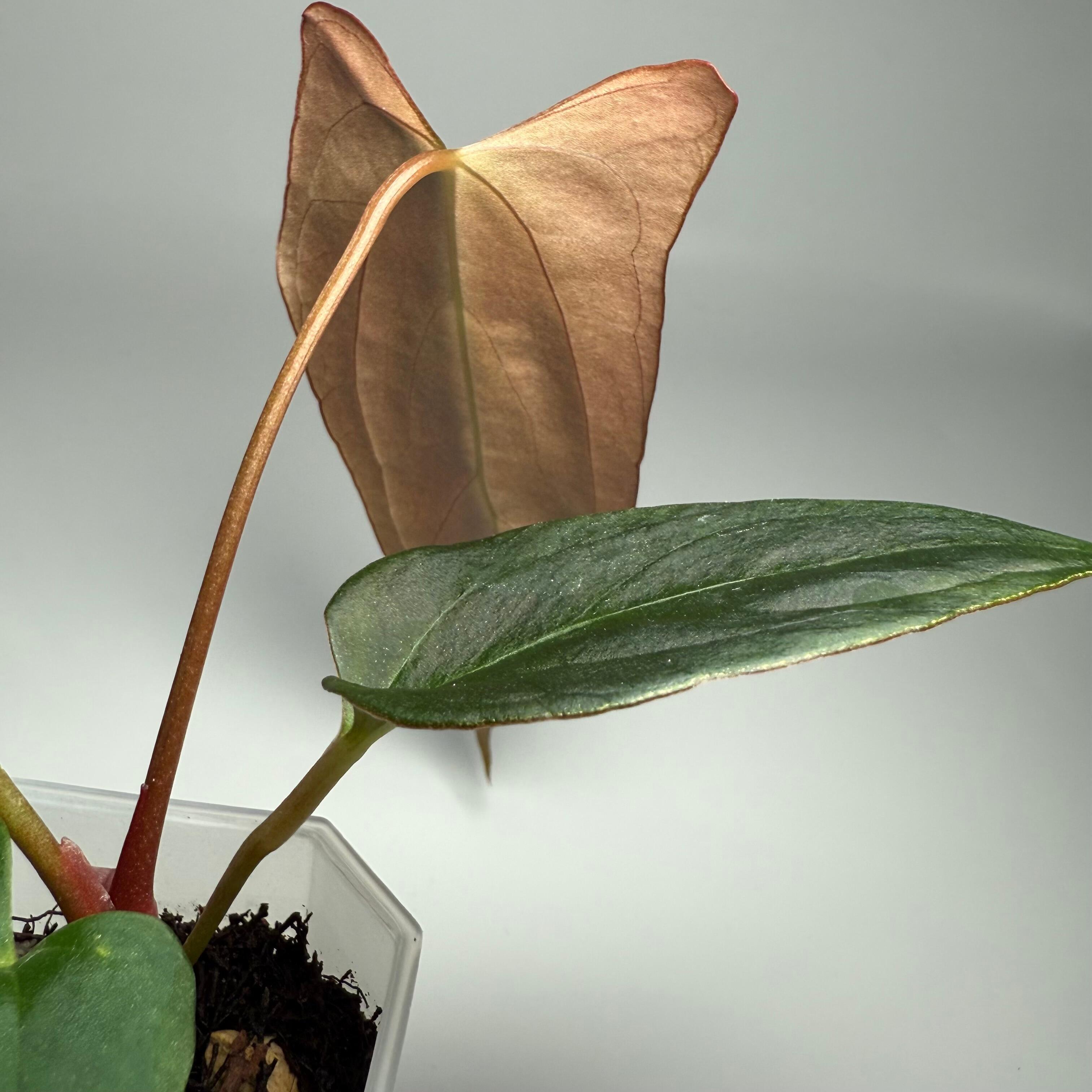 Plant for sale