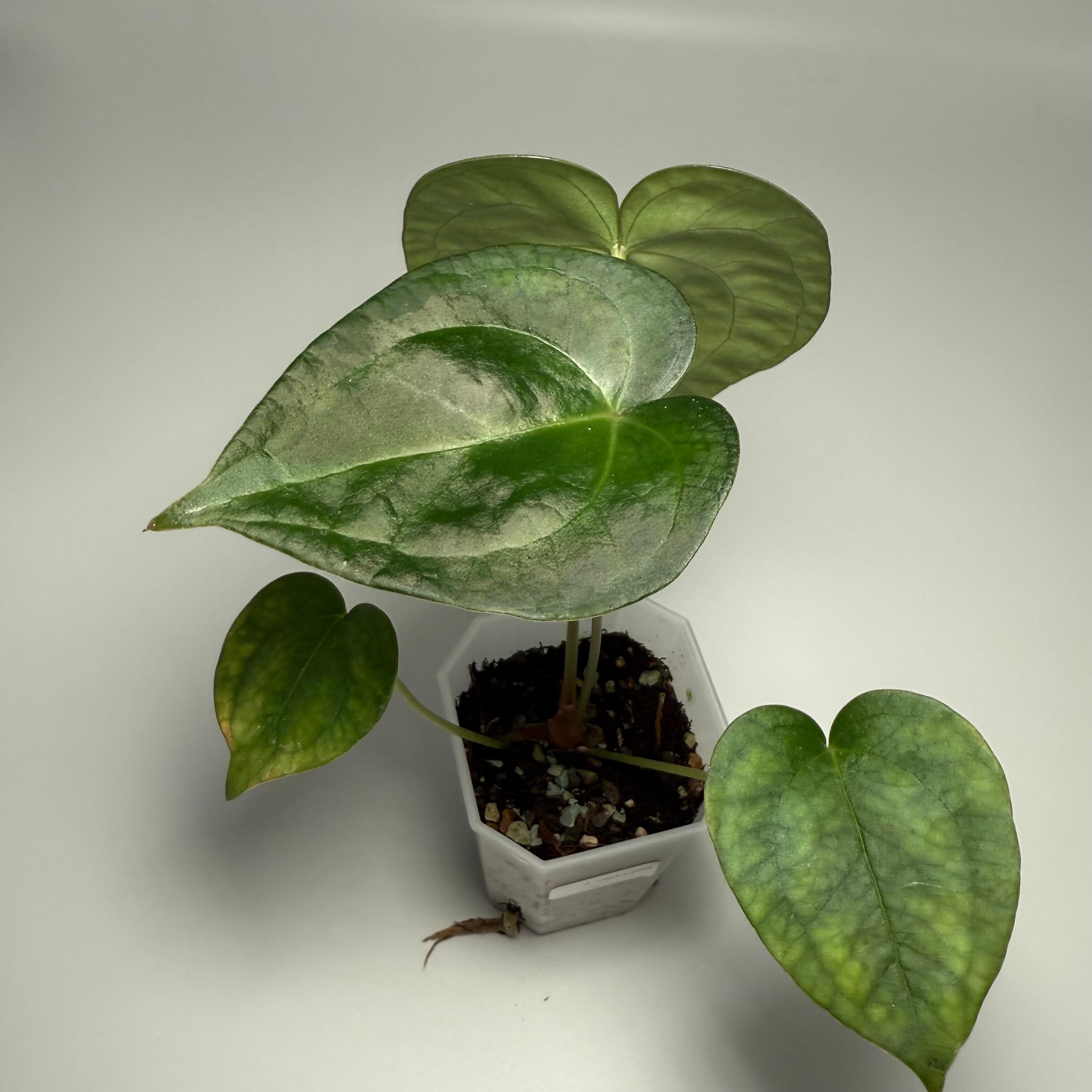 Plant for sale