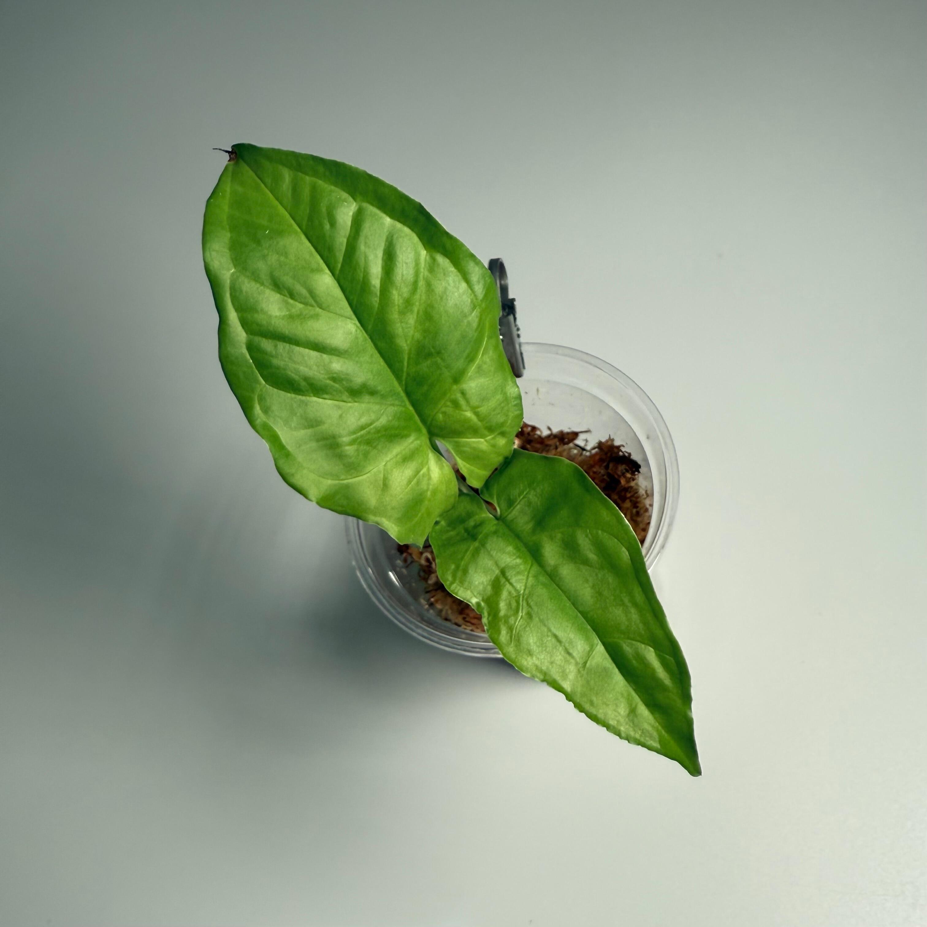 Propagation for sale
