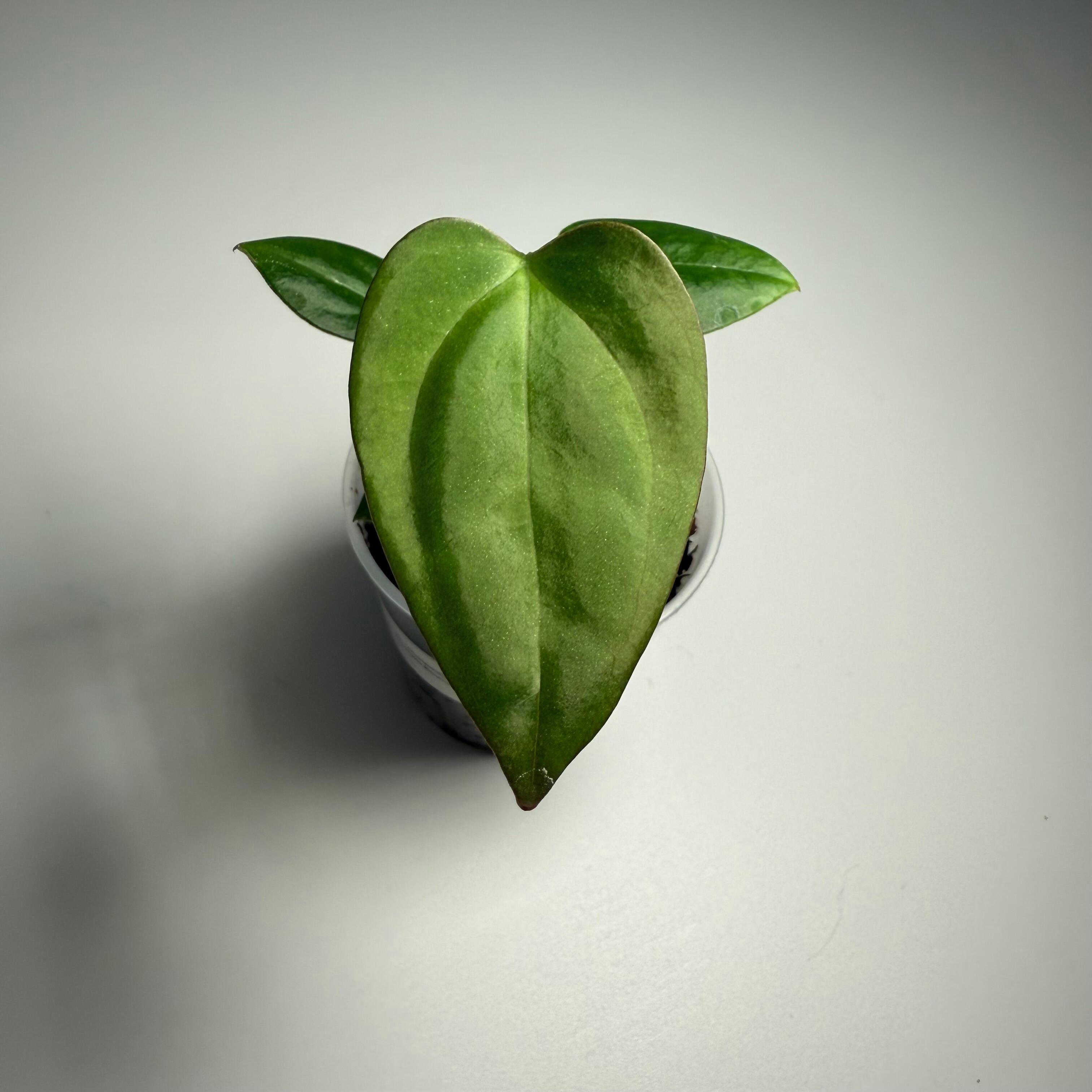 Plant D