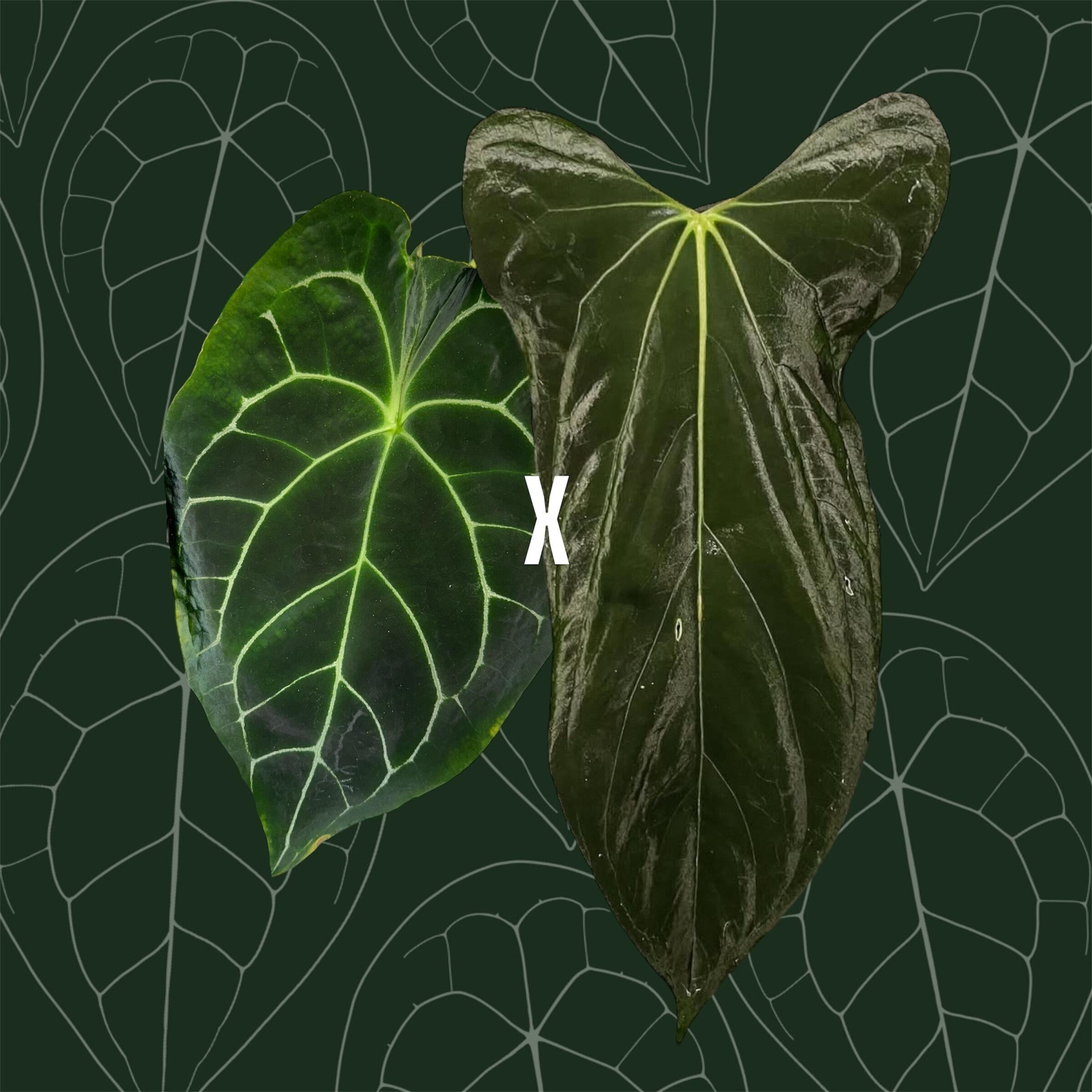 Parent plants