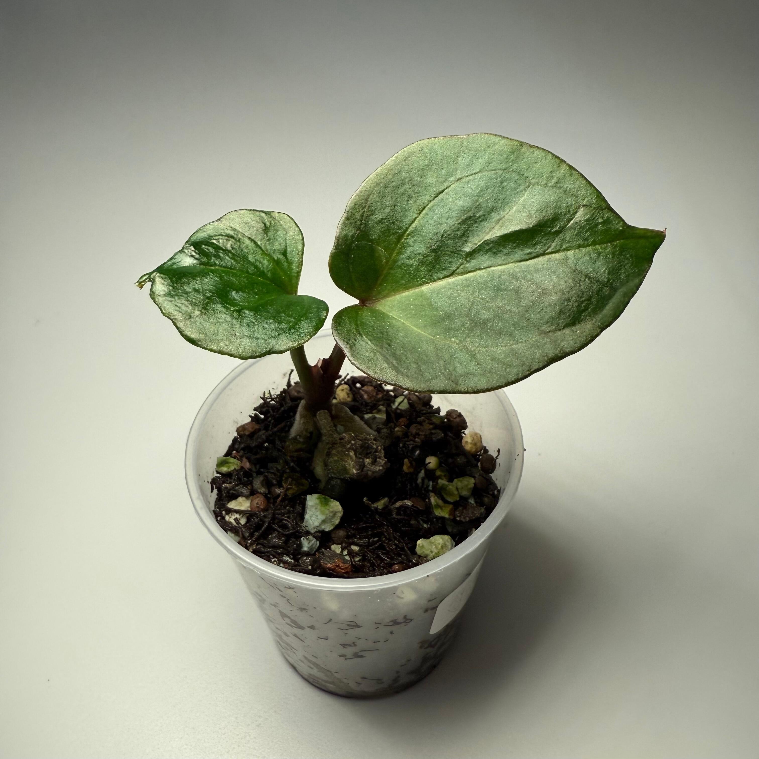 Anthurium HU / King of Spades