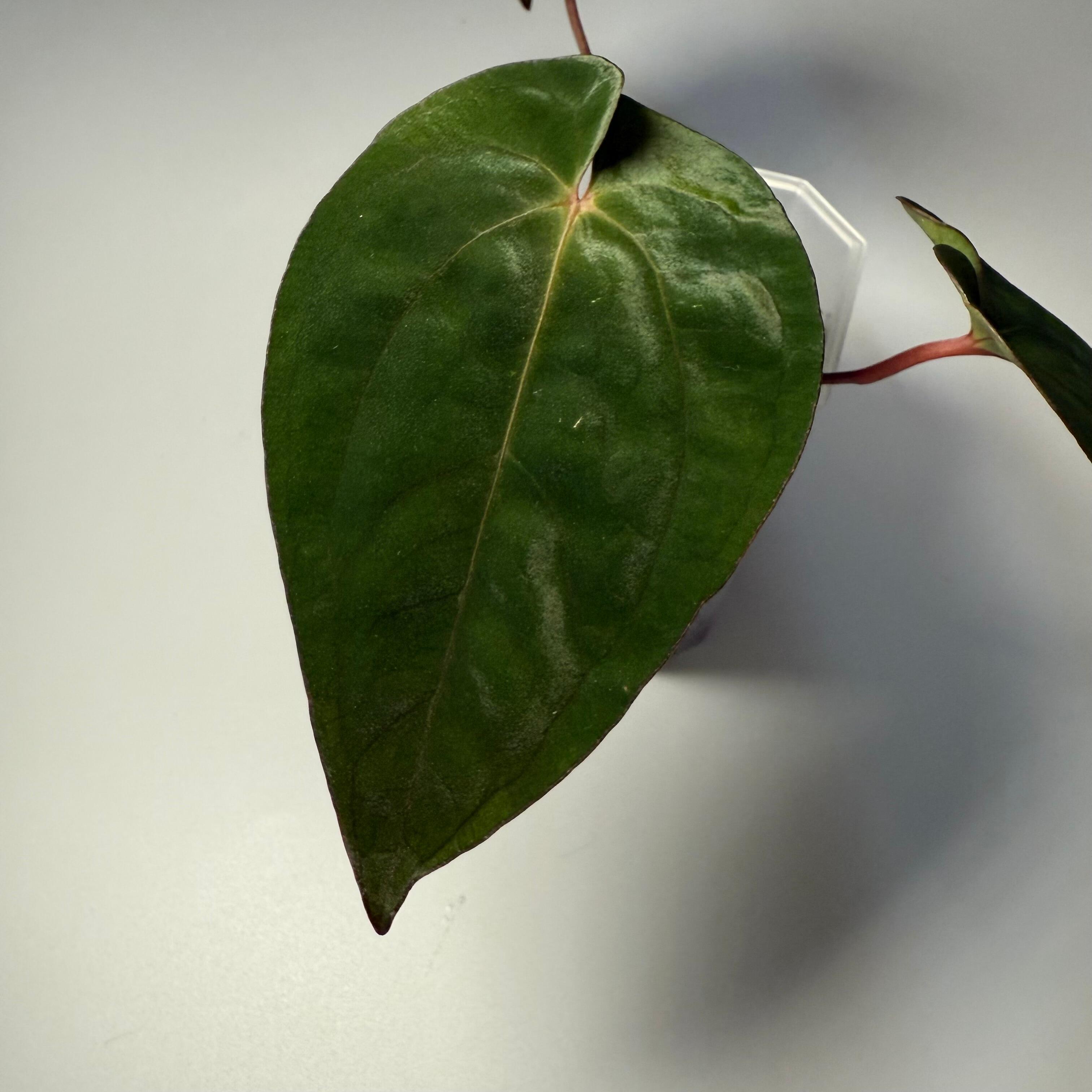 Plant for sale