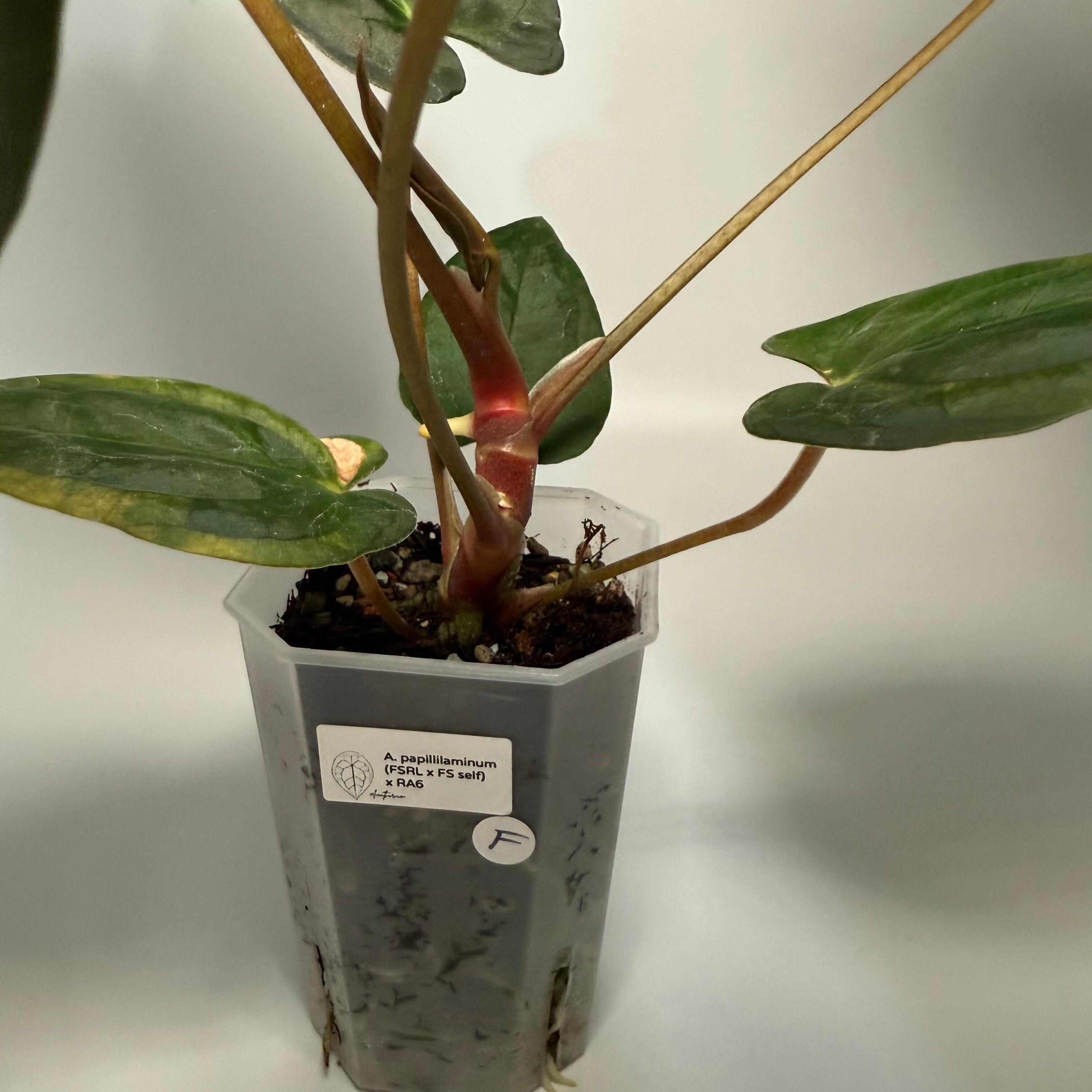 Plant F