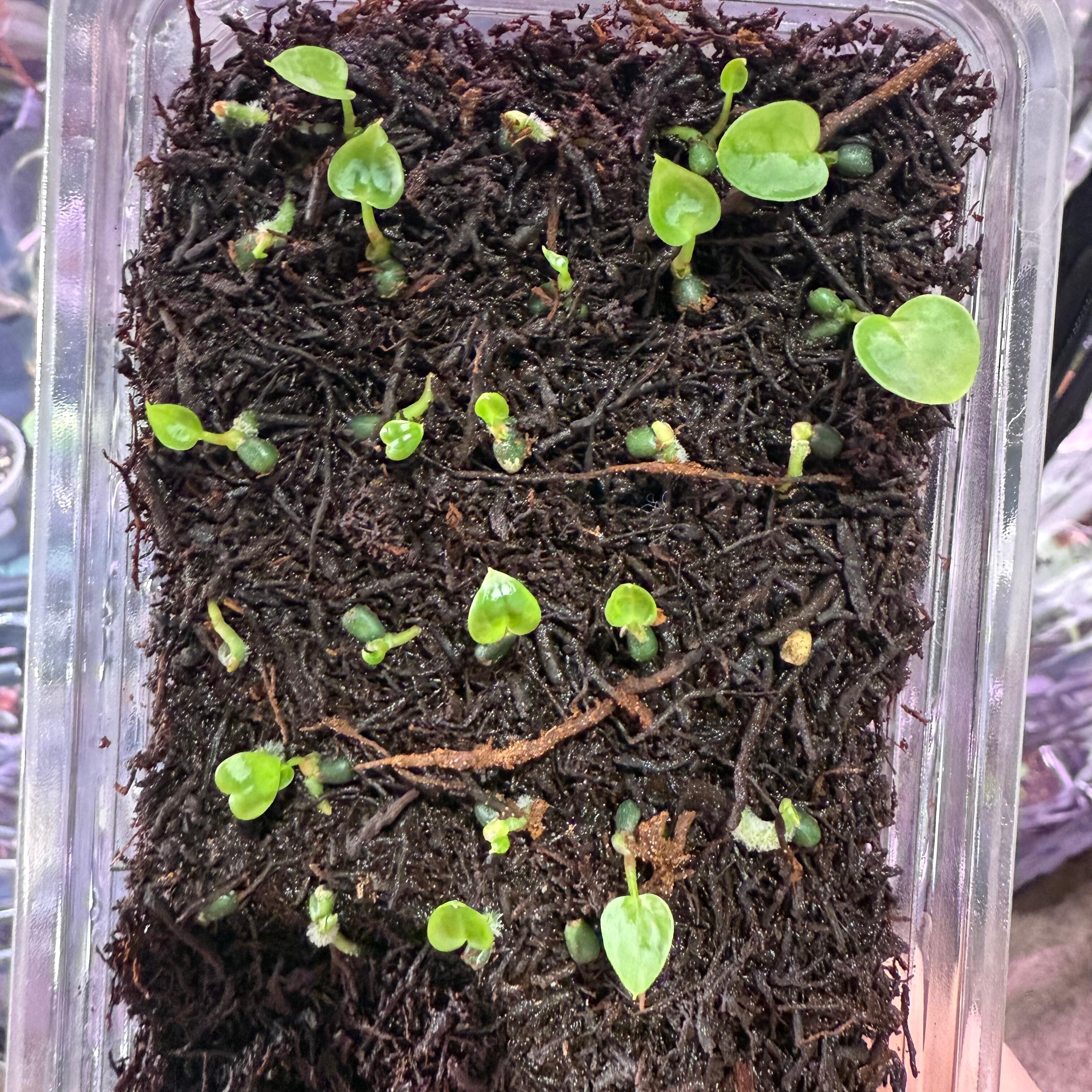 Sprouts for sale
