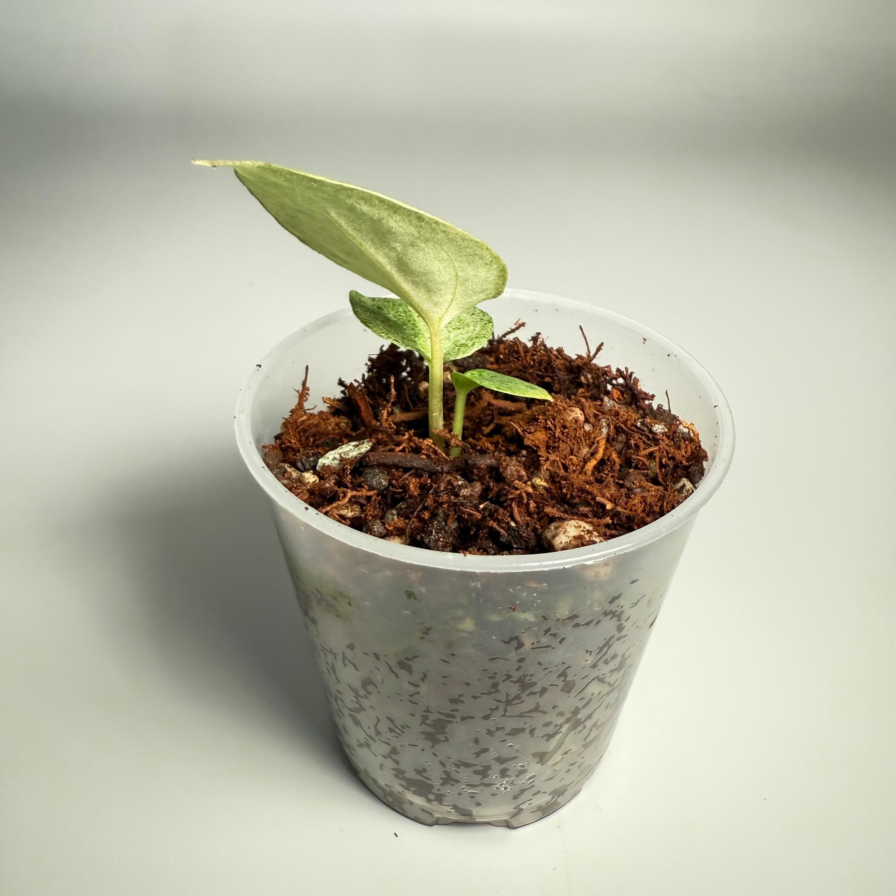 Seedling for sale