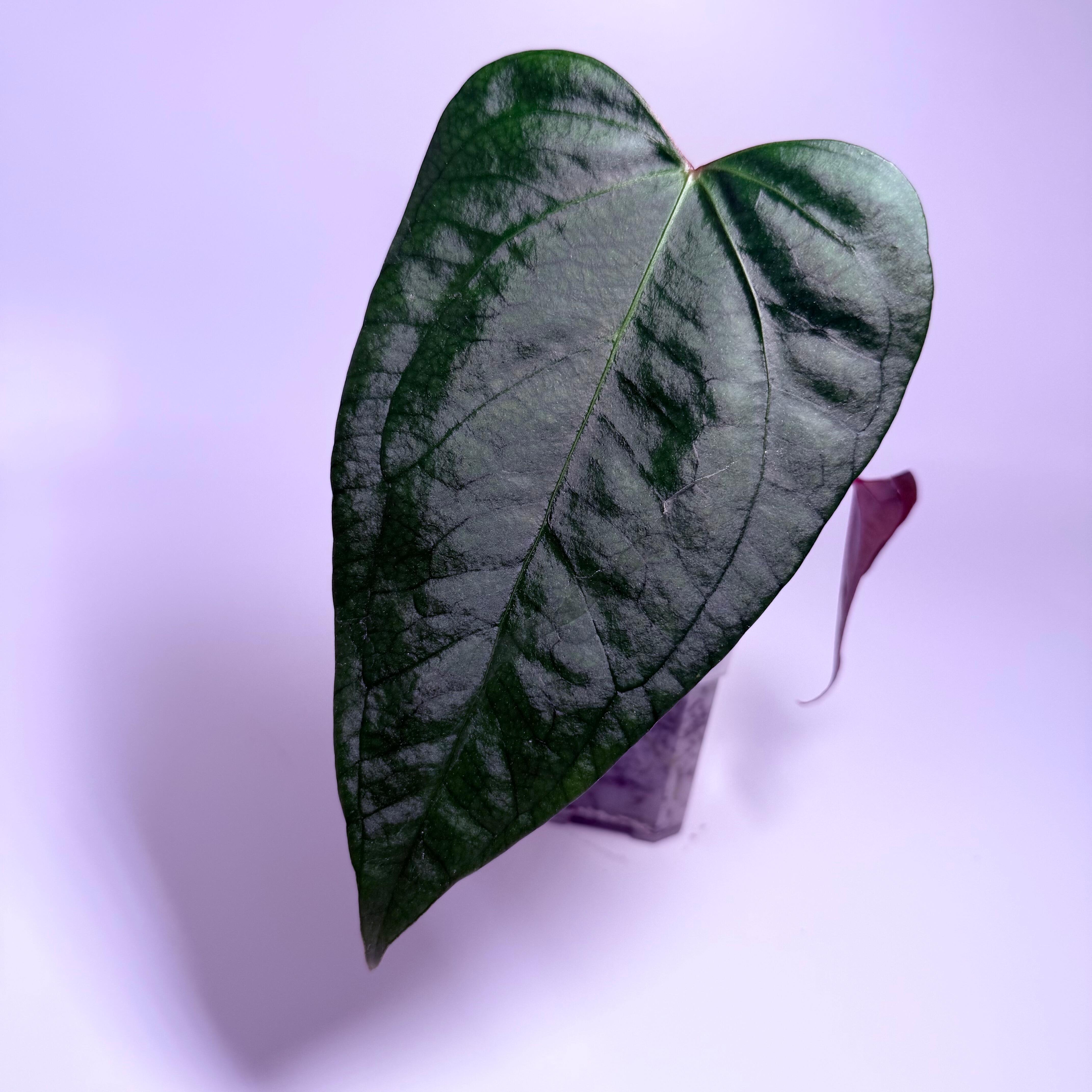 Equator】 Anthurium アンスリウム Pap. FortSherman（indo