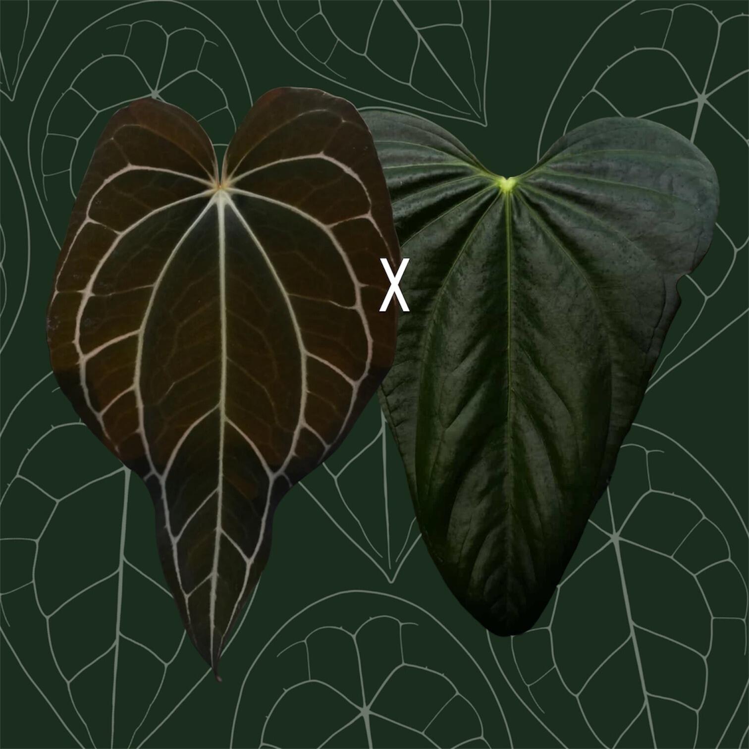 Anthurium carlablackiae x Indo Port
