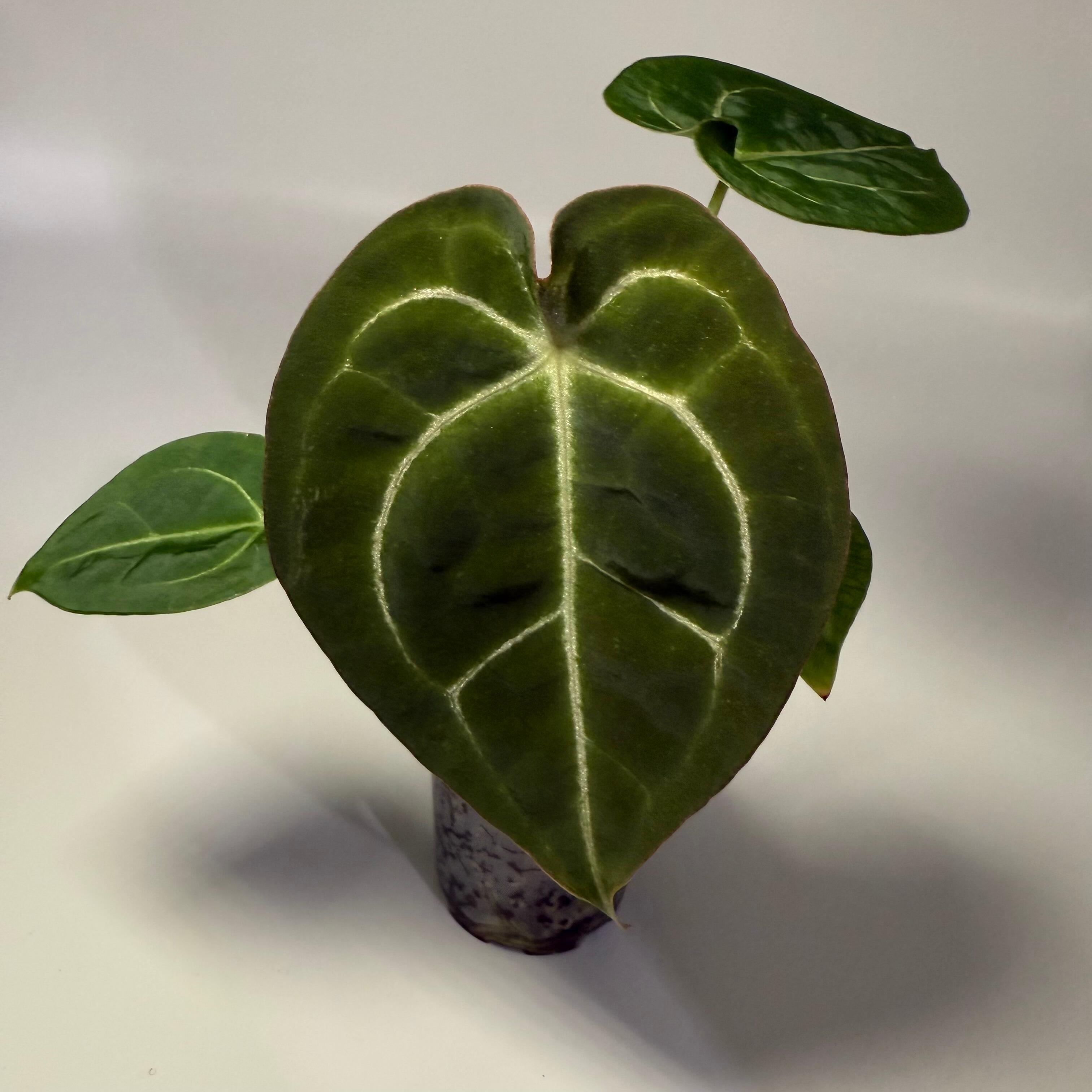 _Anthurium (forgetii x HU/KoS) x (forgetii x)