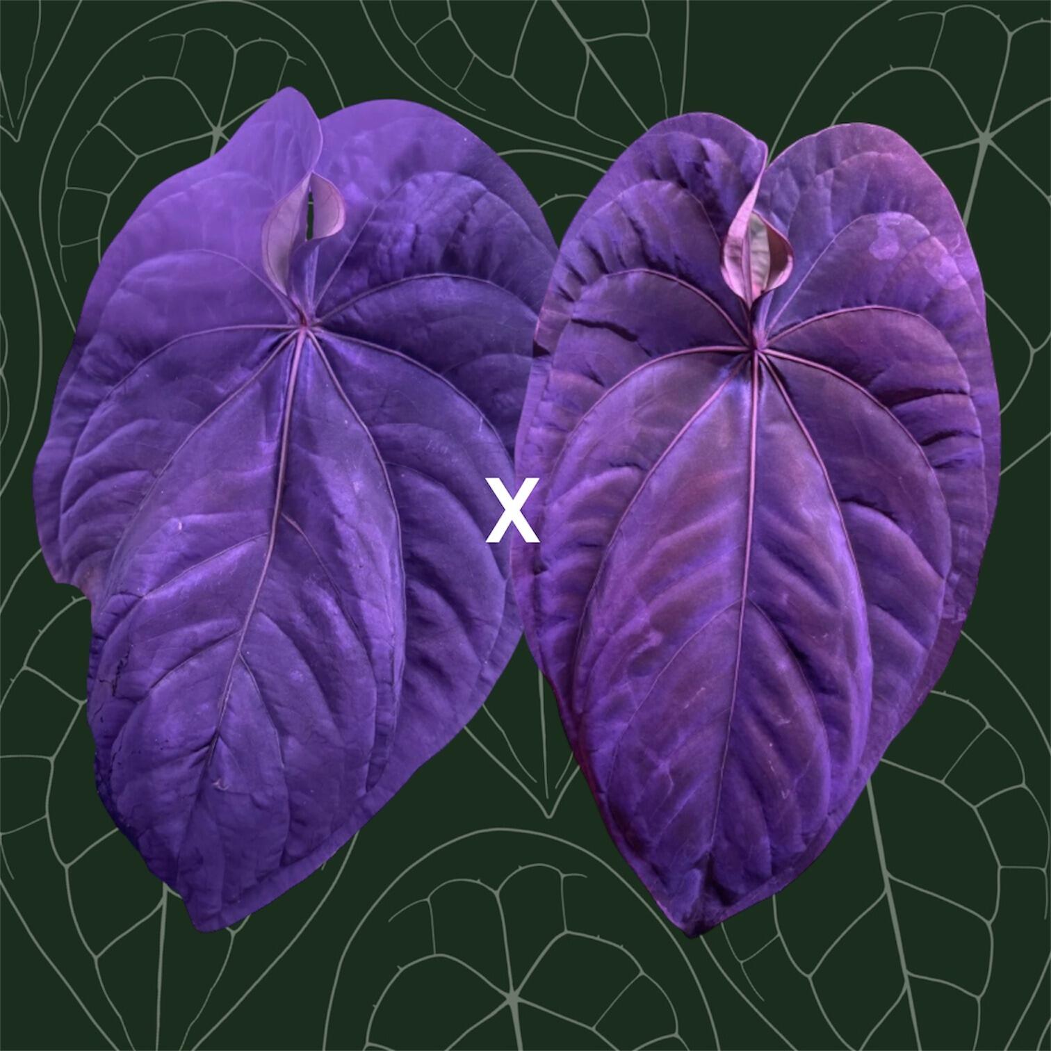 アンスリウム　fortsherman x antolakii アンスリウム fortsherman x antolakii Anthurium Papilliaminum Fort