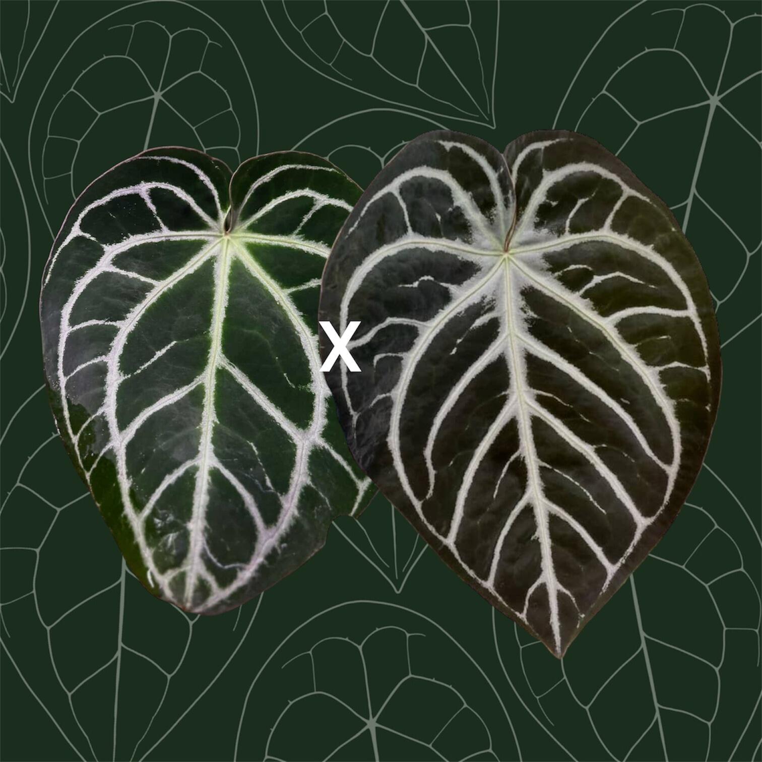 _Anthurium Curandero