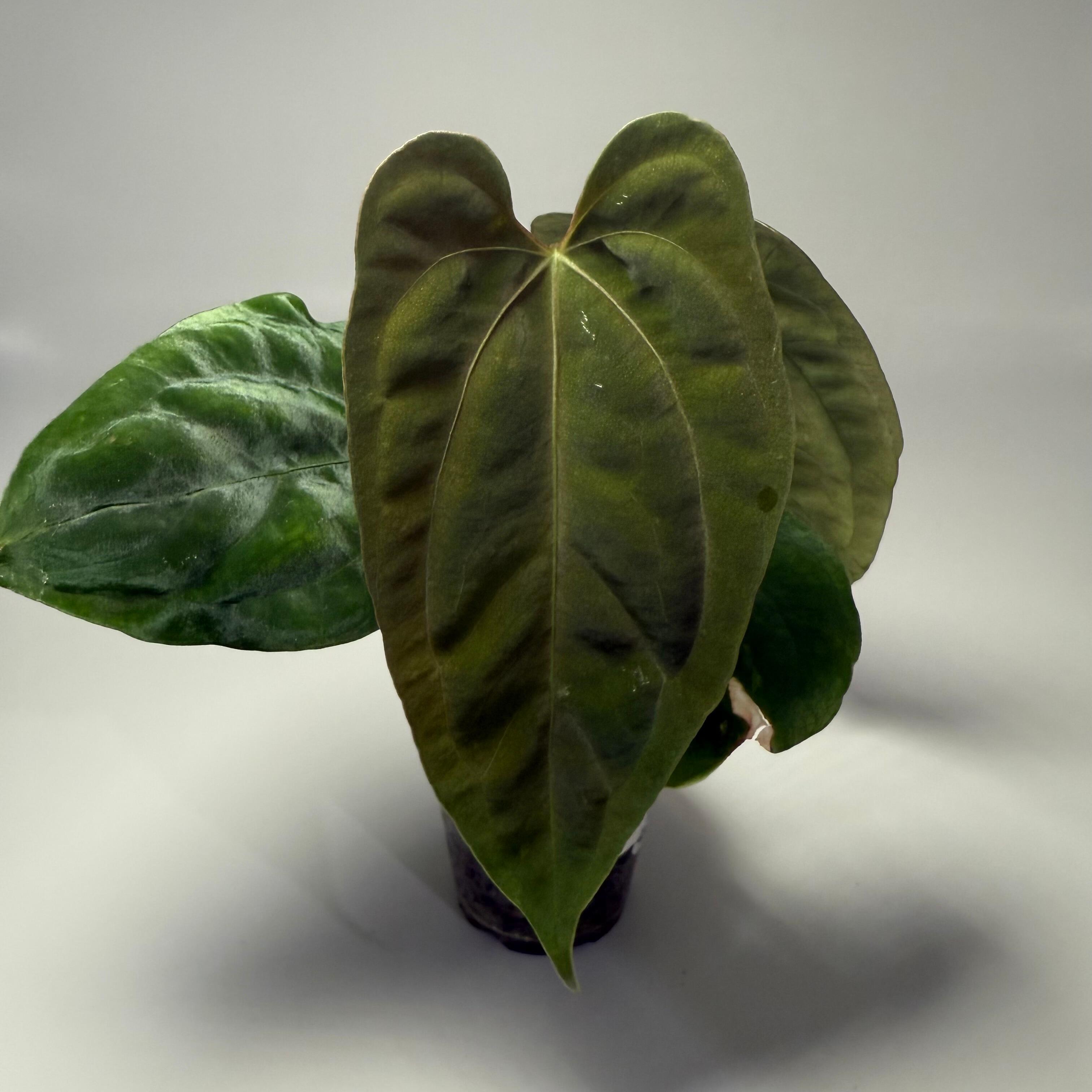 Anthurium papillilaminum ('RA5' x self) x ('Ralph Lynam' x self)