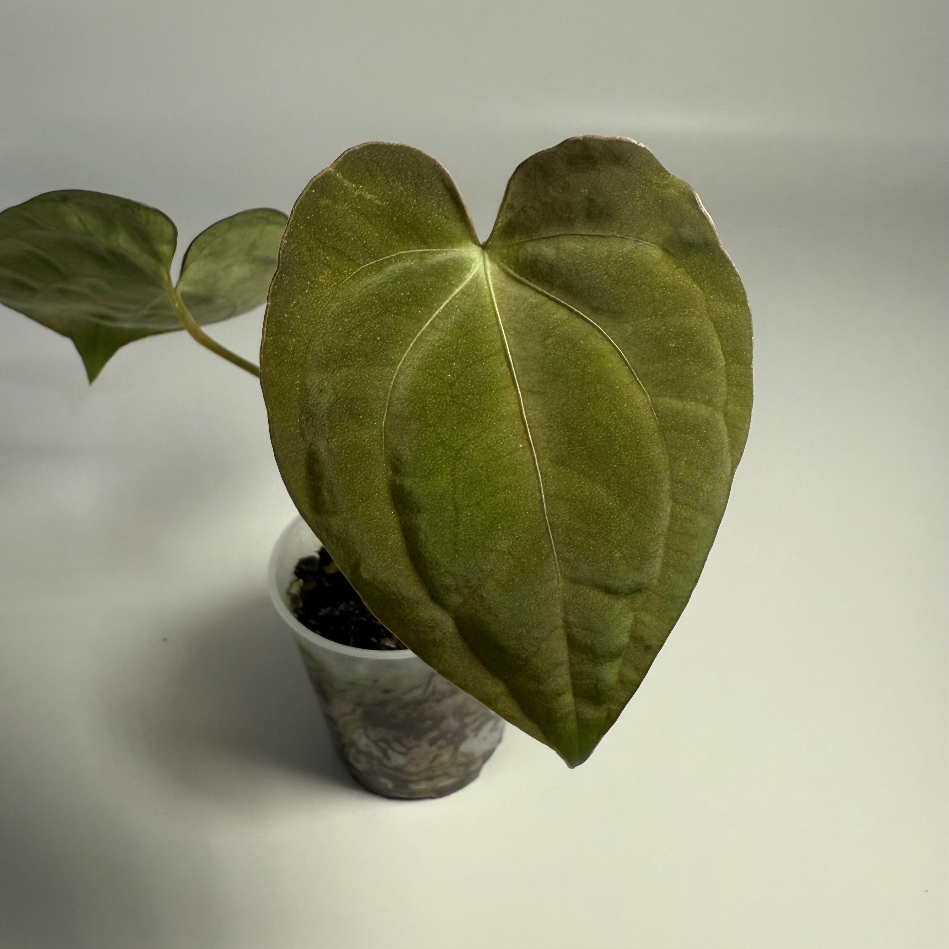 Anthurium (kunayalense x NSE port) x papillilaminum RLFS