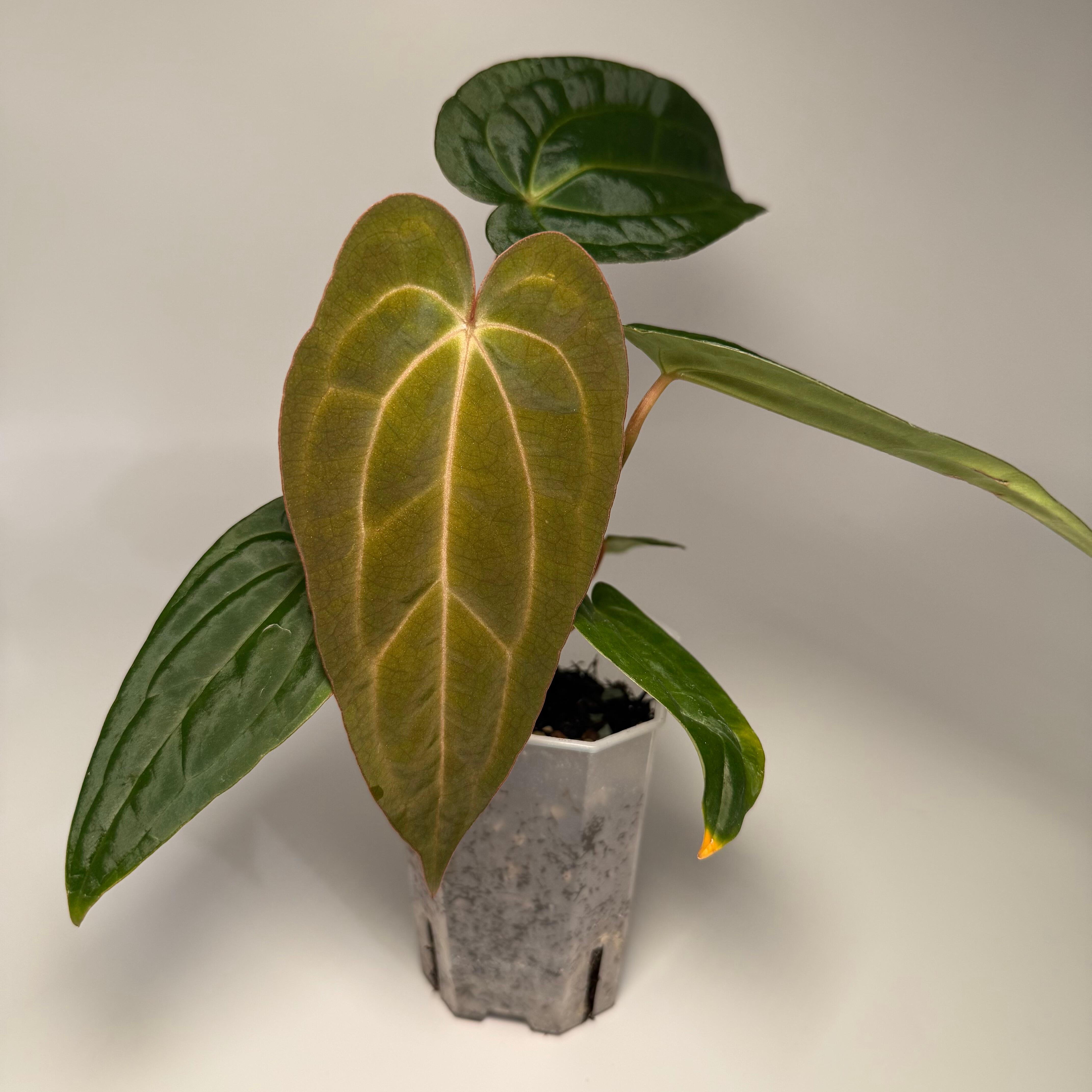 Anthurium subsignatum