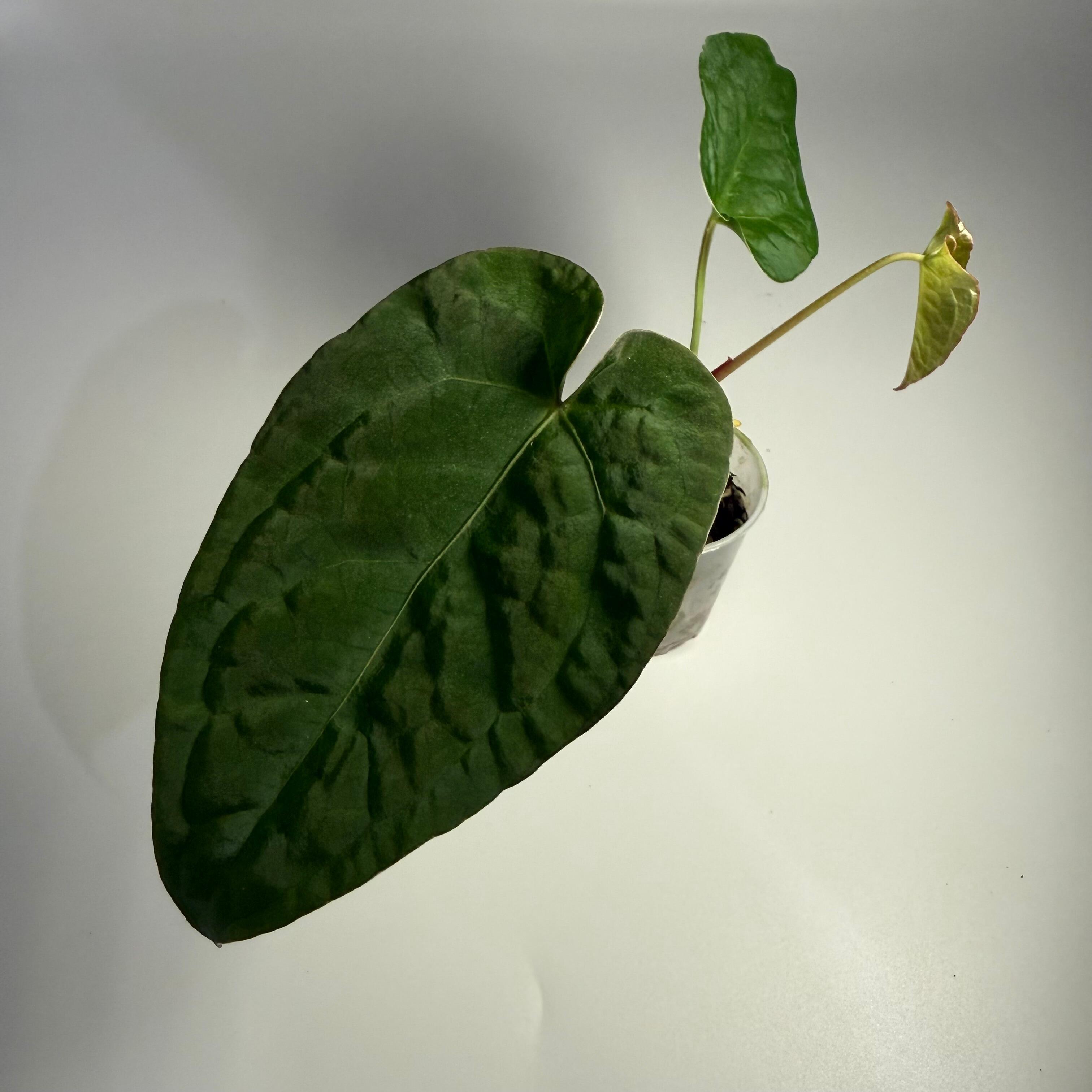 _Anthurium (splendidum x magnificum) x forgetii