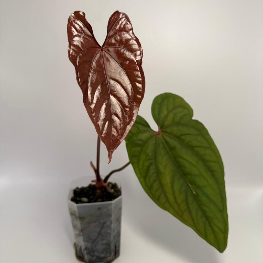 _Anthurium (FTG x self) x Doc Block f2