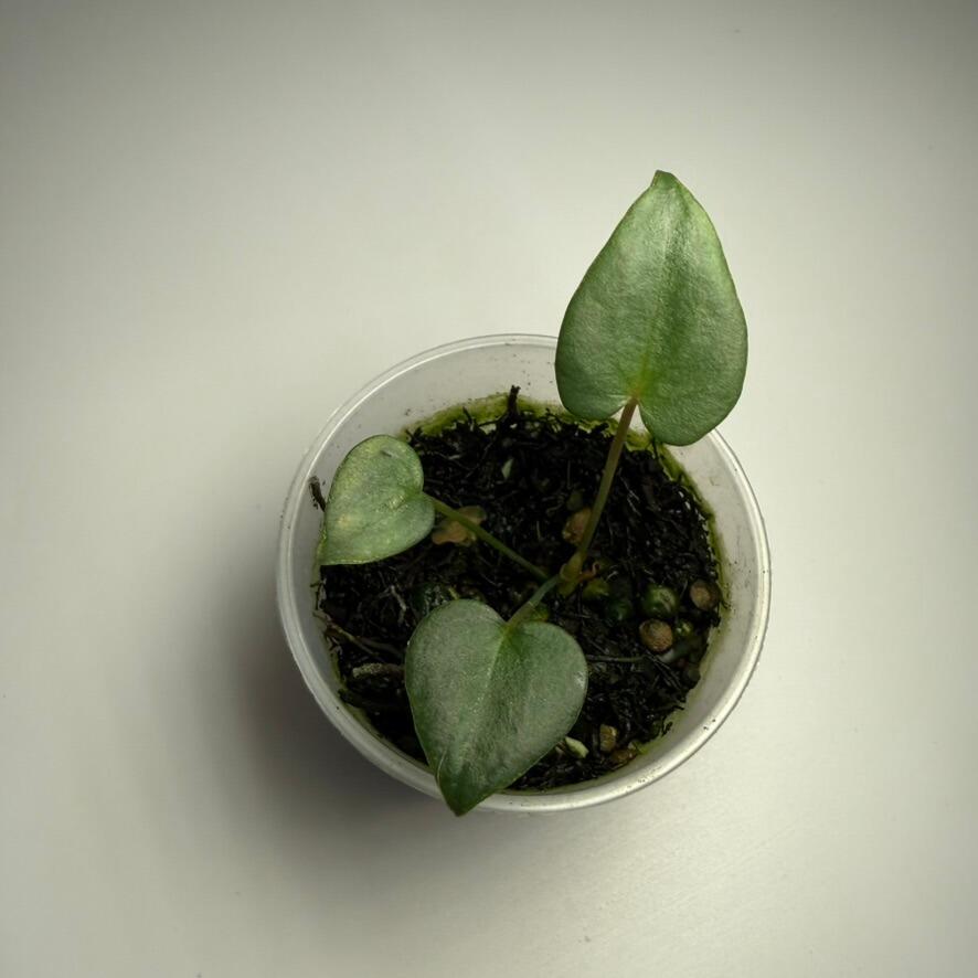 bonsai in a terrarium Sole Tree Bonsai with grow light - EcoCourier series main image 0