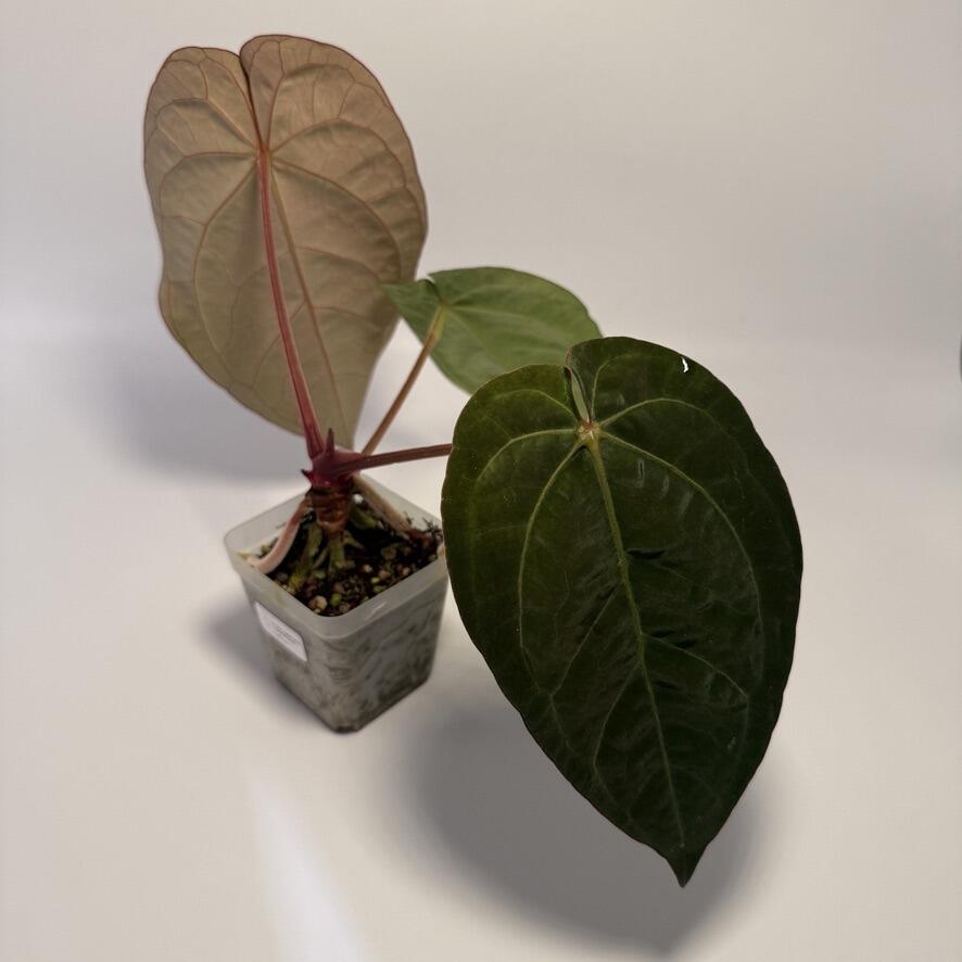 Anthurium Red Crystal 'NSE' x dressleri 'Oliver'