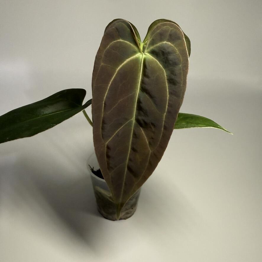 Anthurium papillilaminum FSRL x Tim's Black