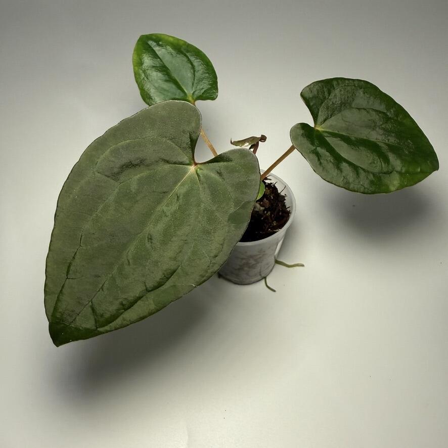 Anthurium (pap x ocranthum) x (dressleri x Reverse Black Cherry)
